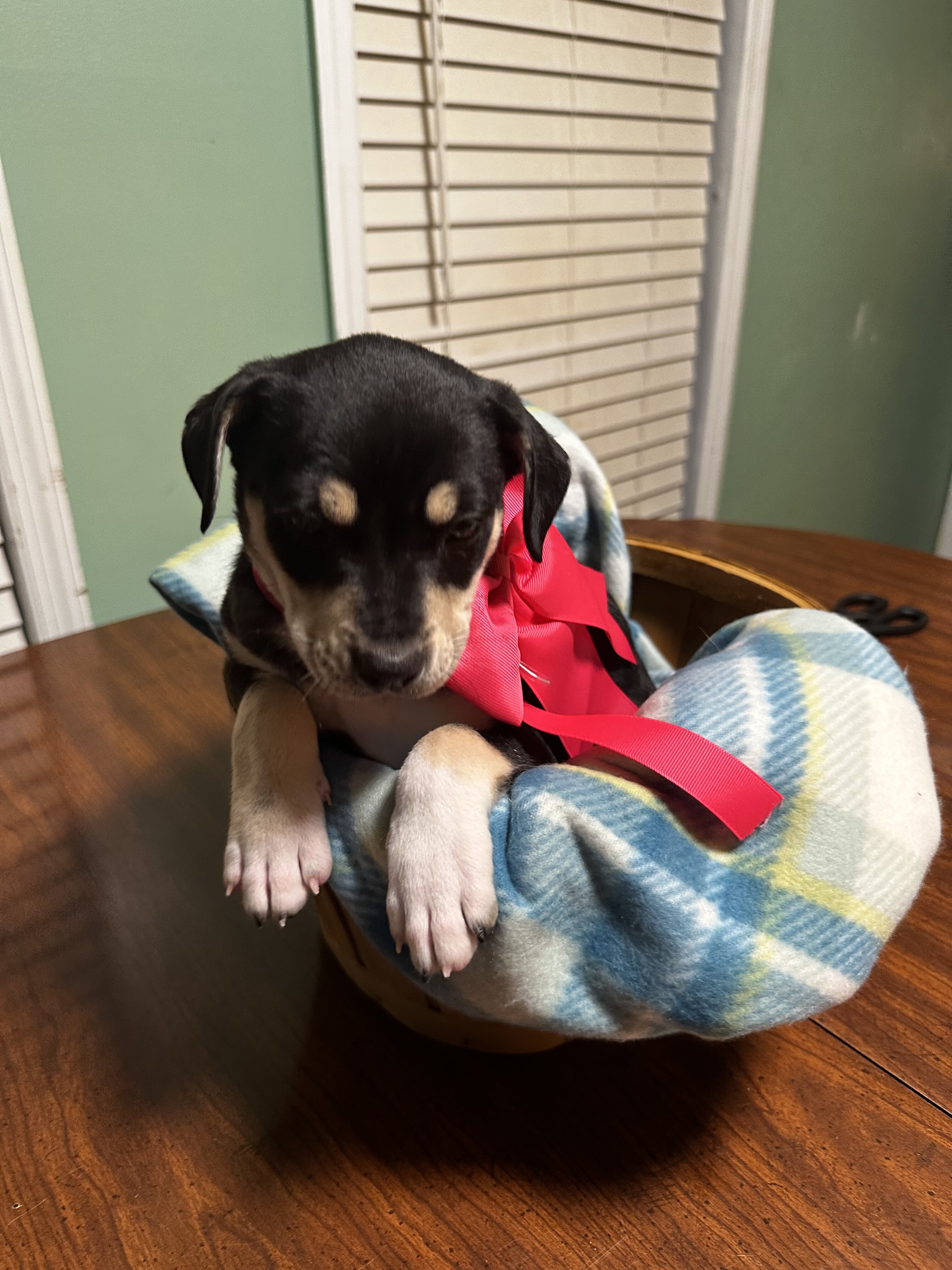 Feist Puppies image 2