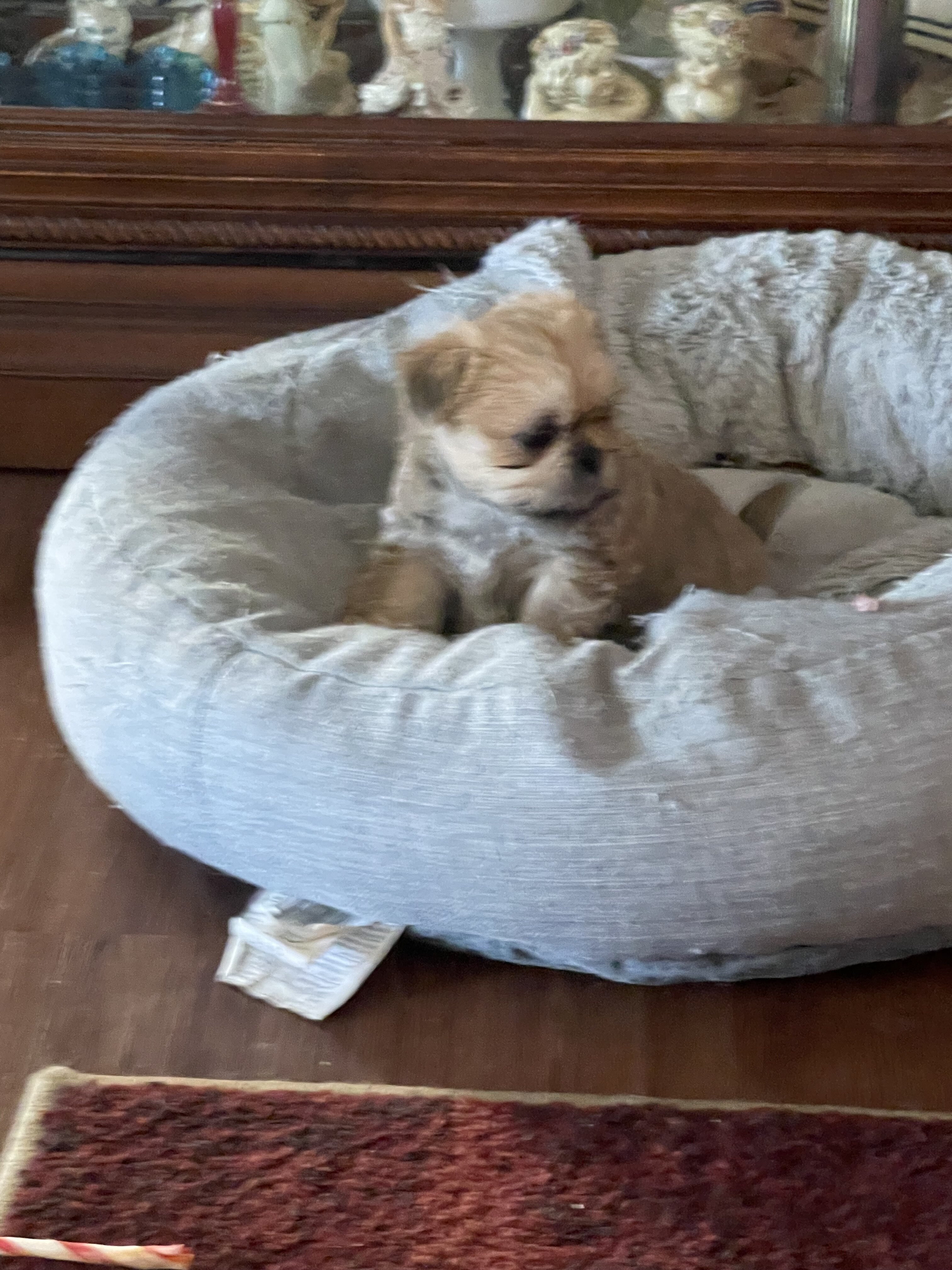 Adorable Shih Tzu puppies image 2