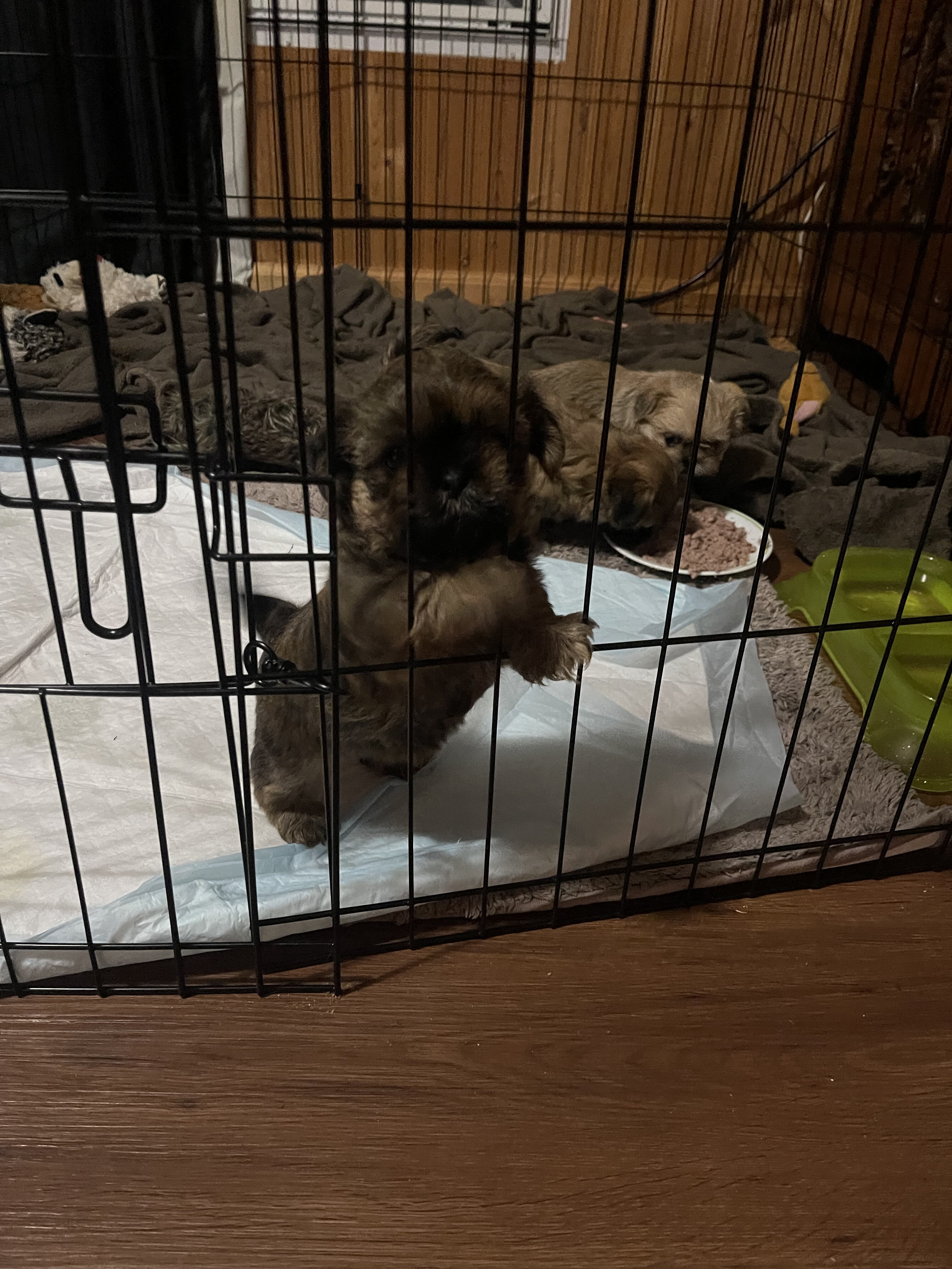 Adorable Shih Tzu puppies image 1