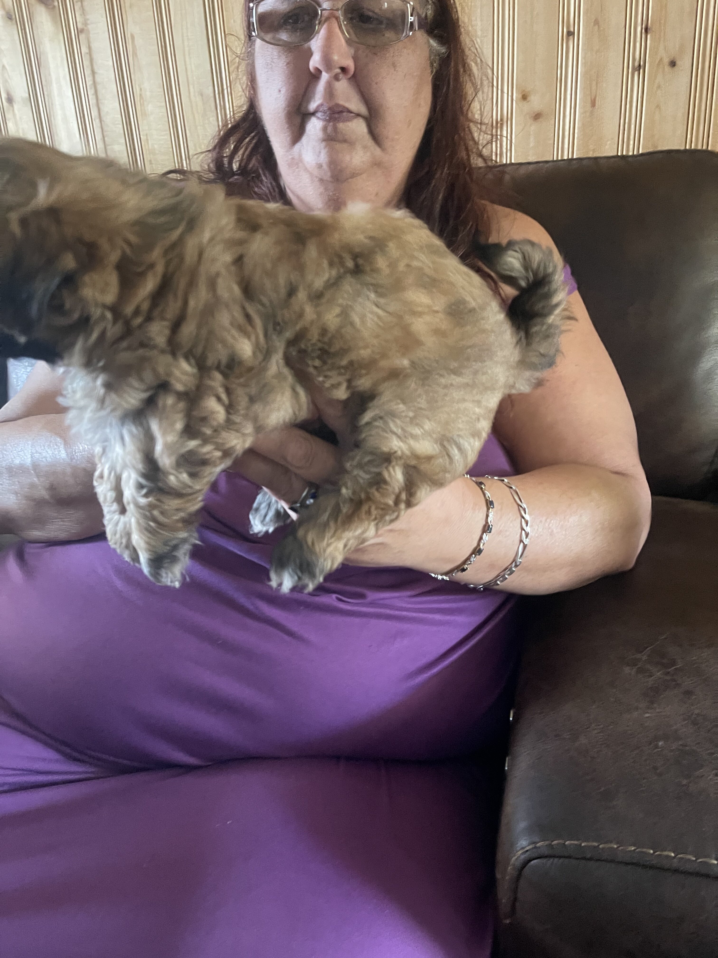 Adorable Shih Tzu puppies image 3