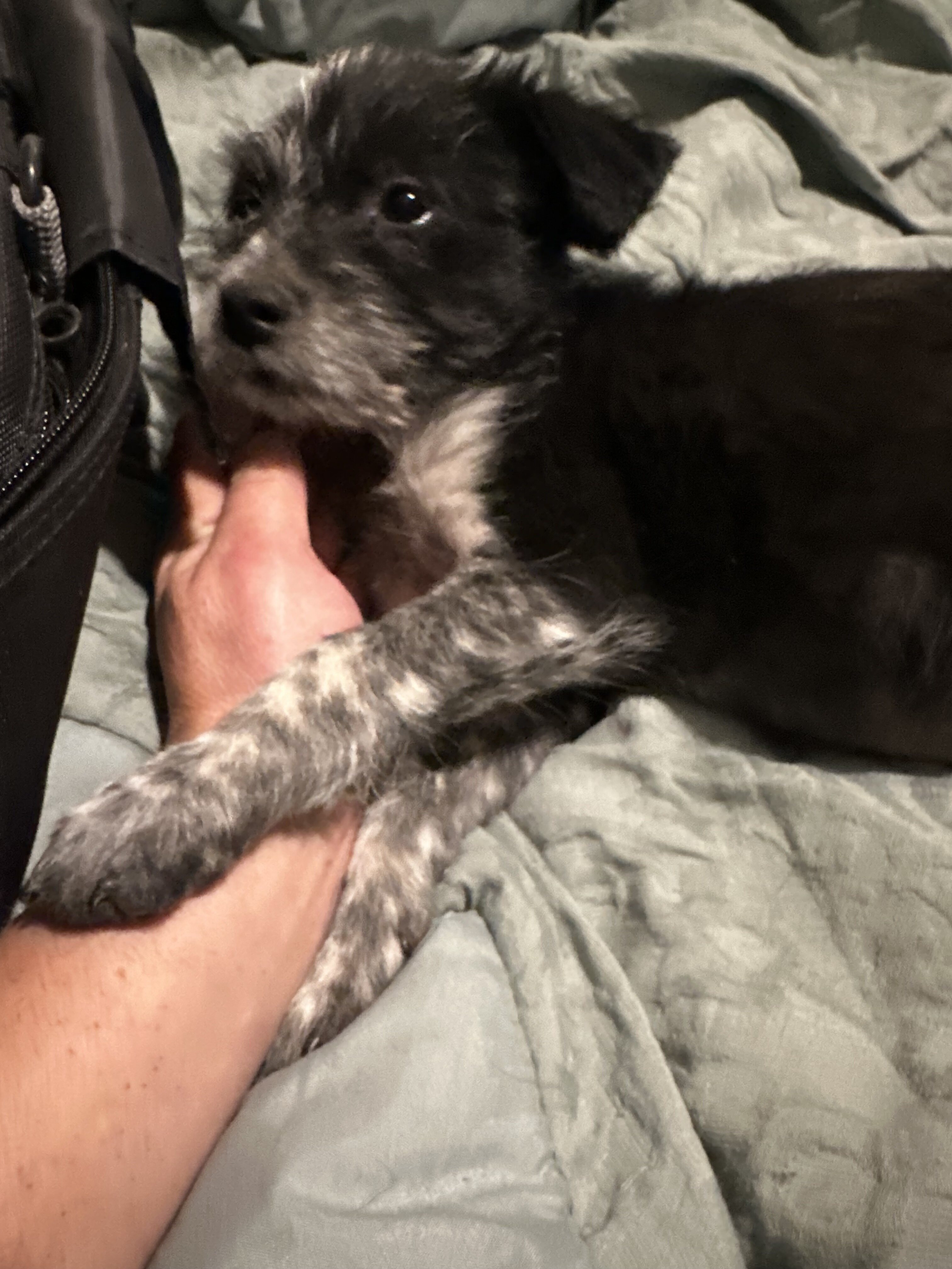 3 Puppies to Good Home image 3