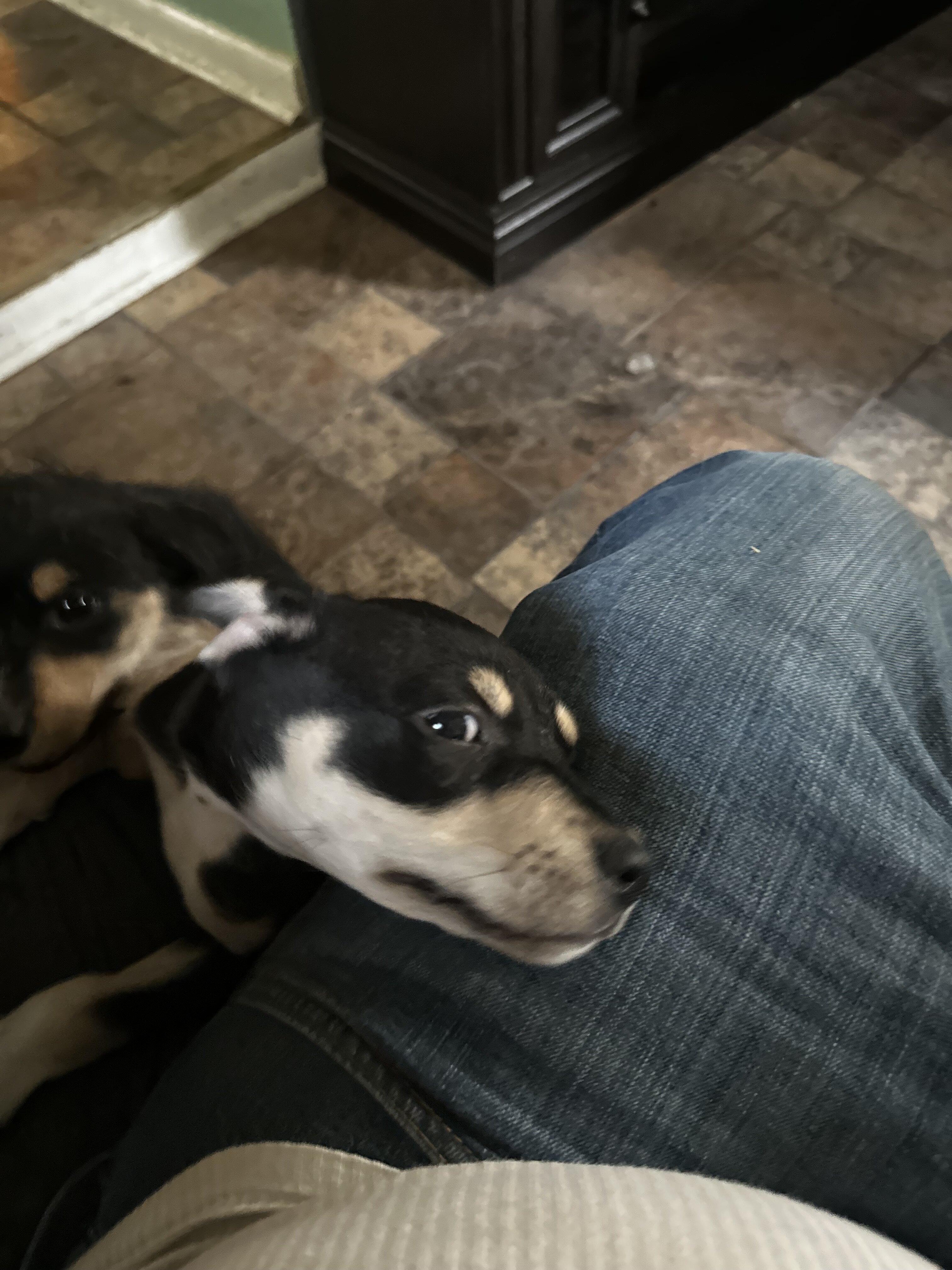 3 Puppies to Good Home image 2
