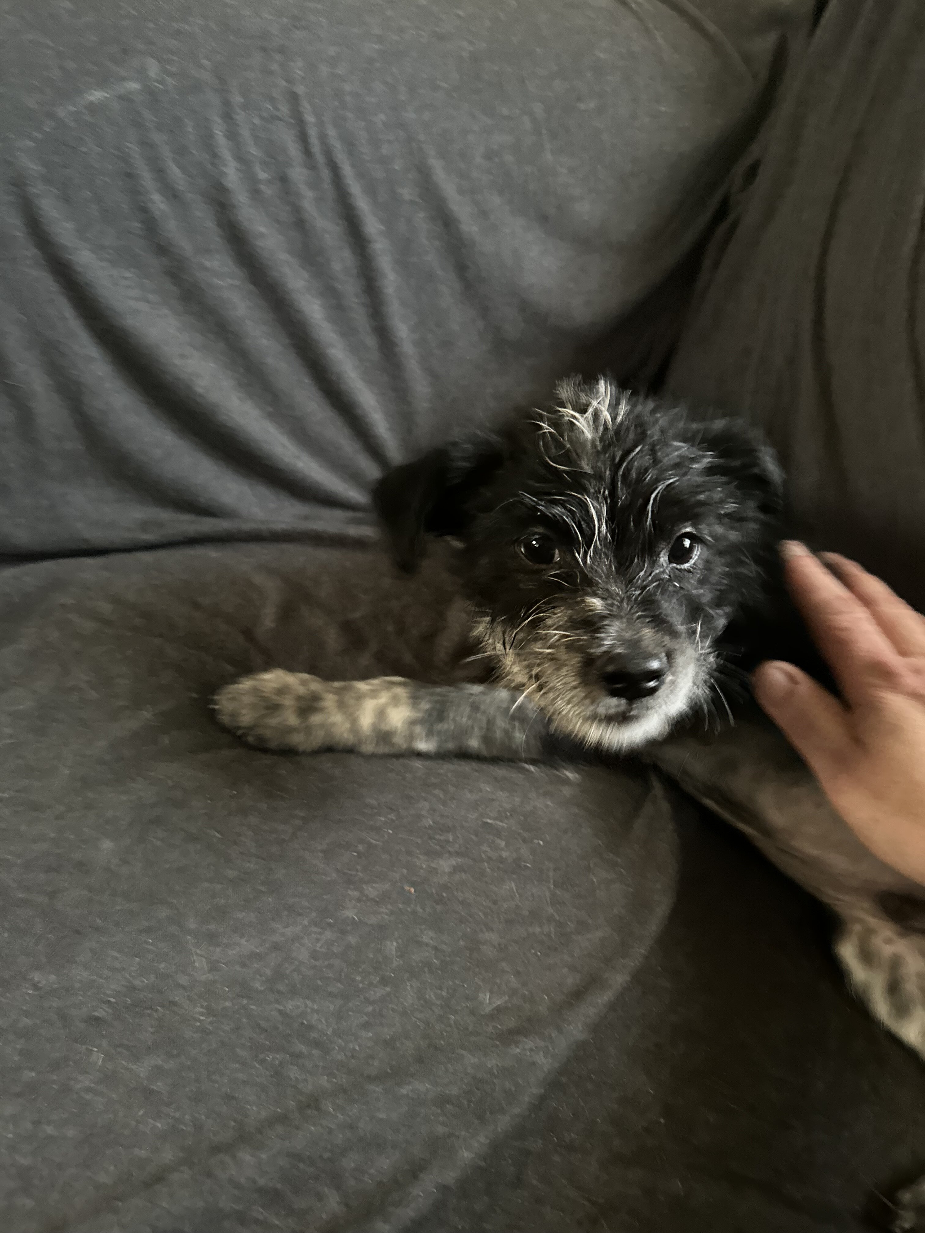 3 Puppies to Good Home image 1