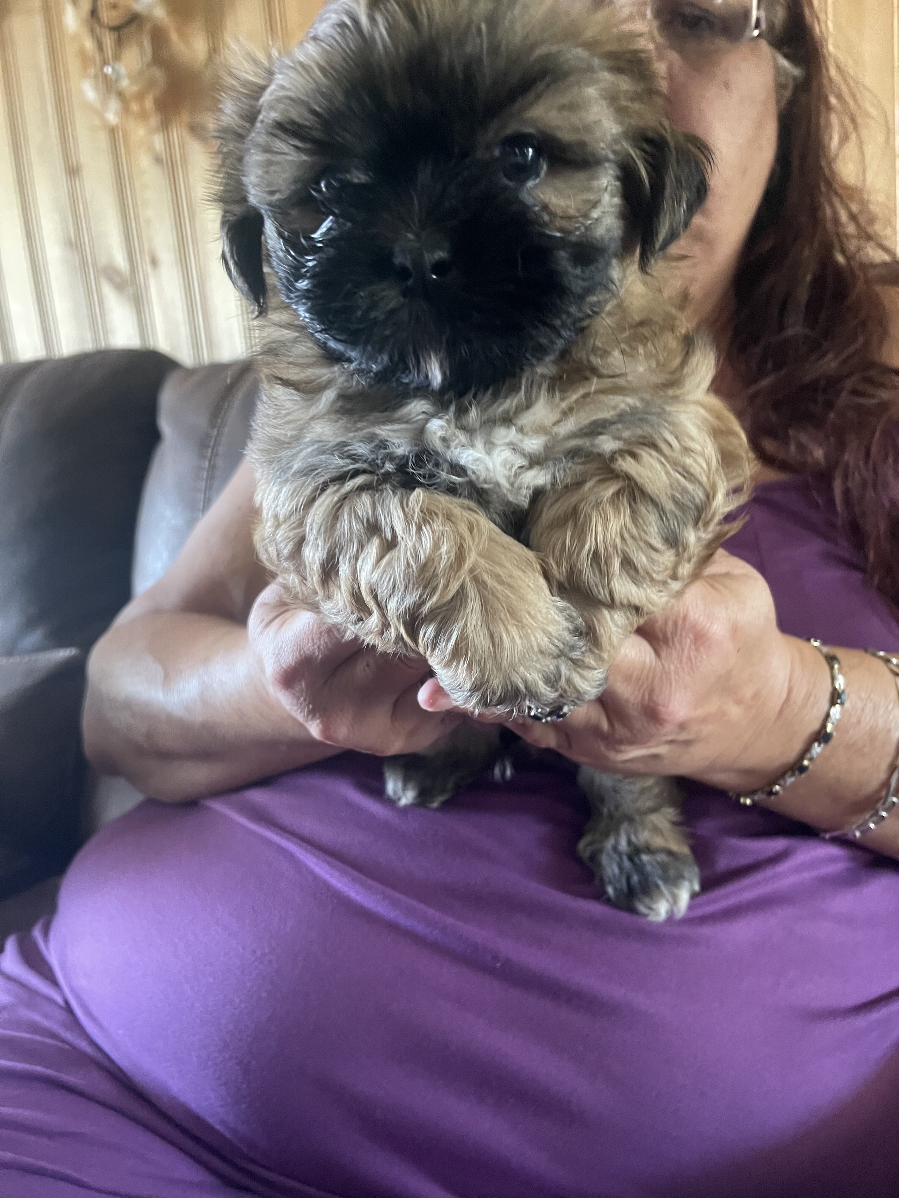 Shih Tzu puppies image 4