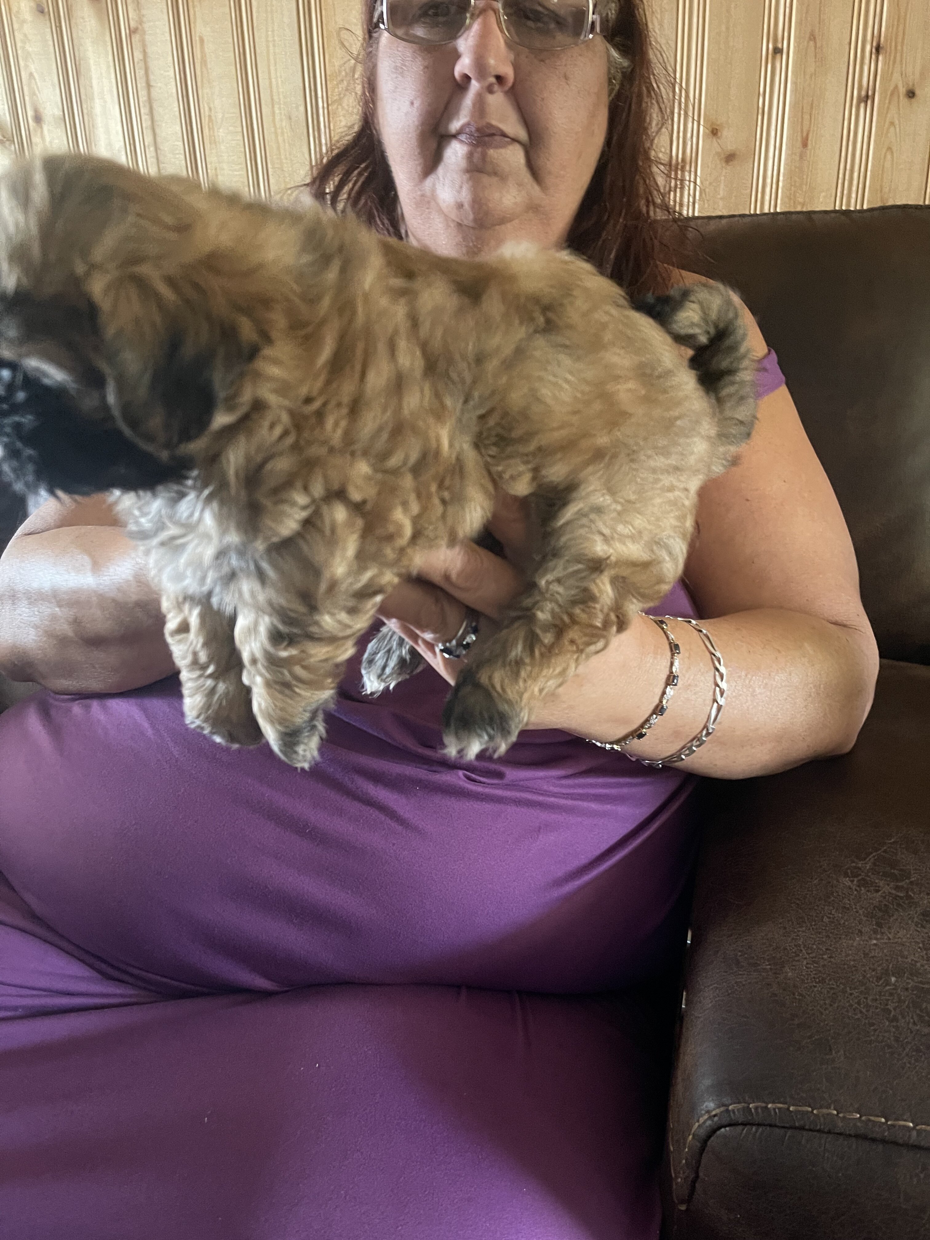 Shih Tzu puppies image 5