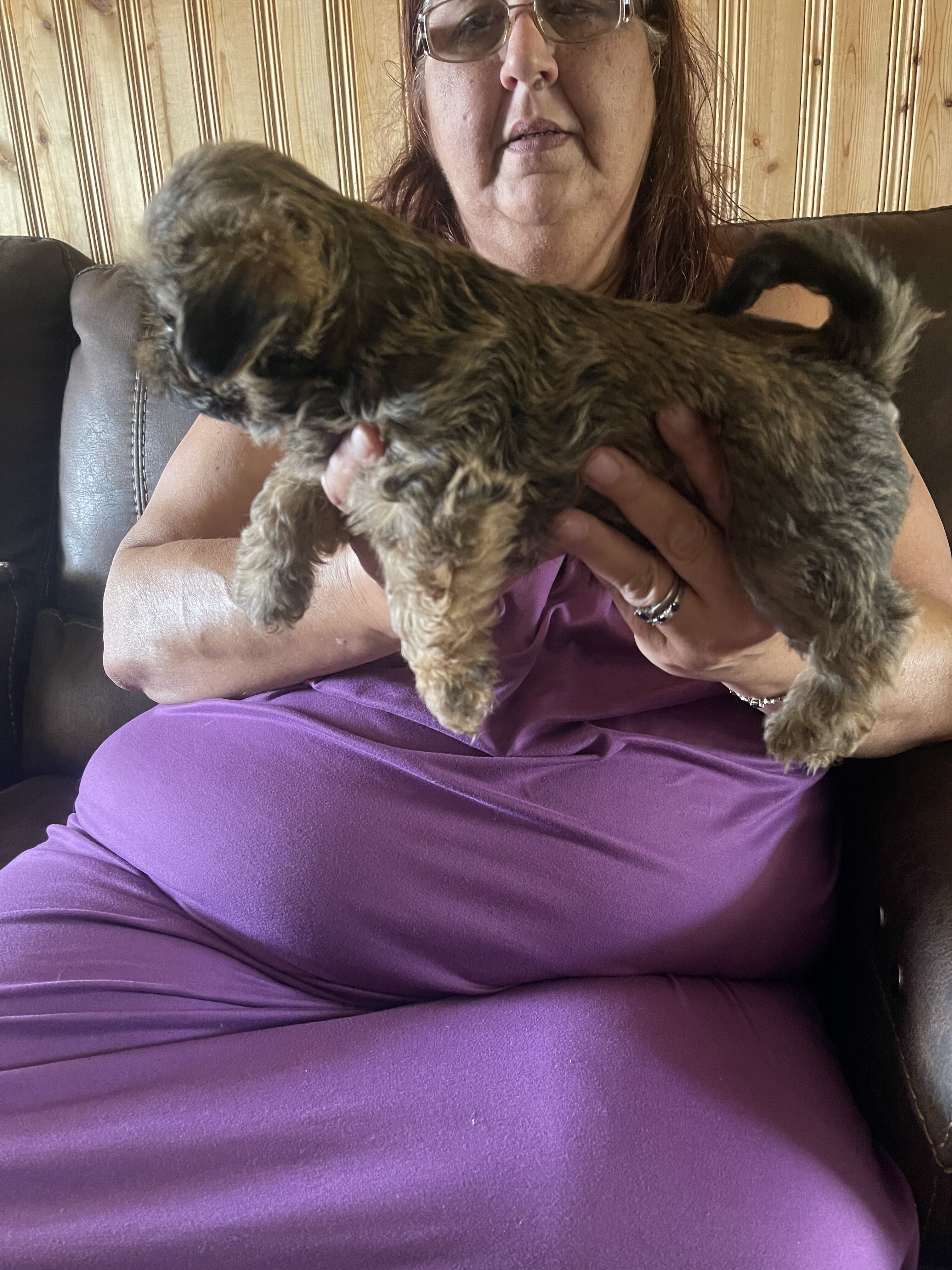 Shih Tzu puppies image 3
