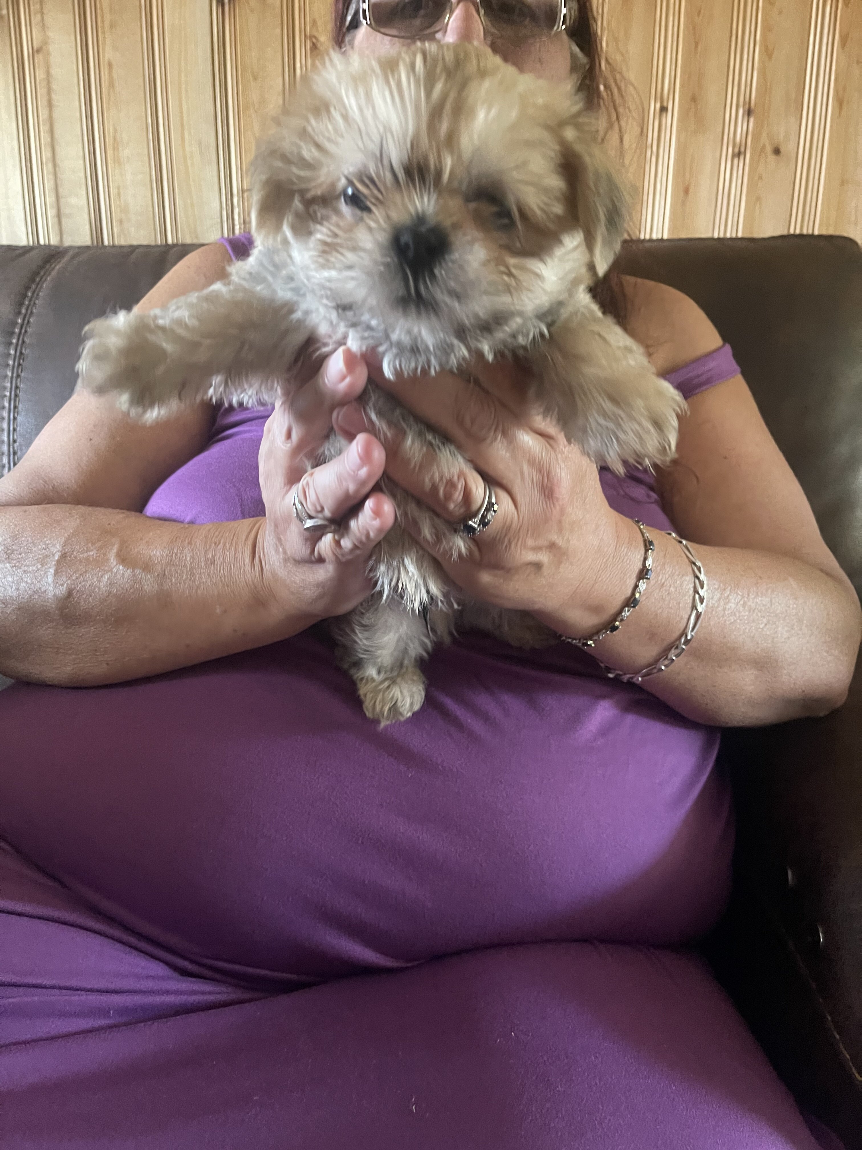Shih Tzu puppies image 2