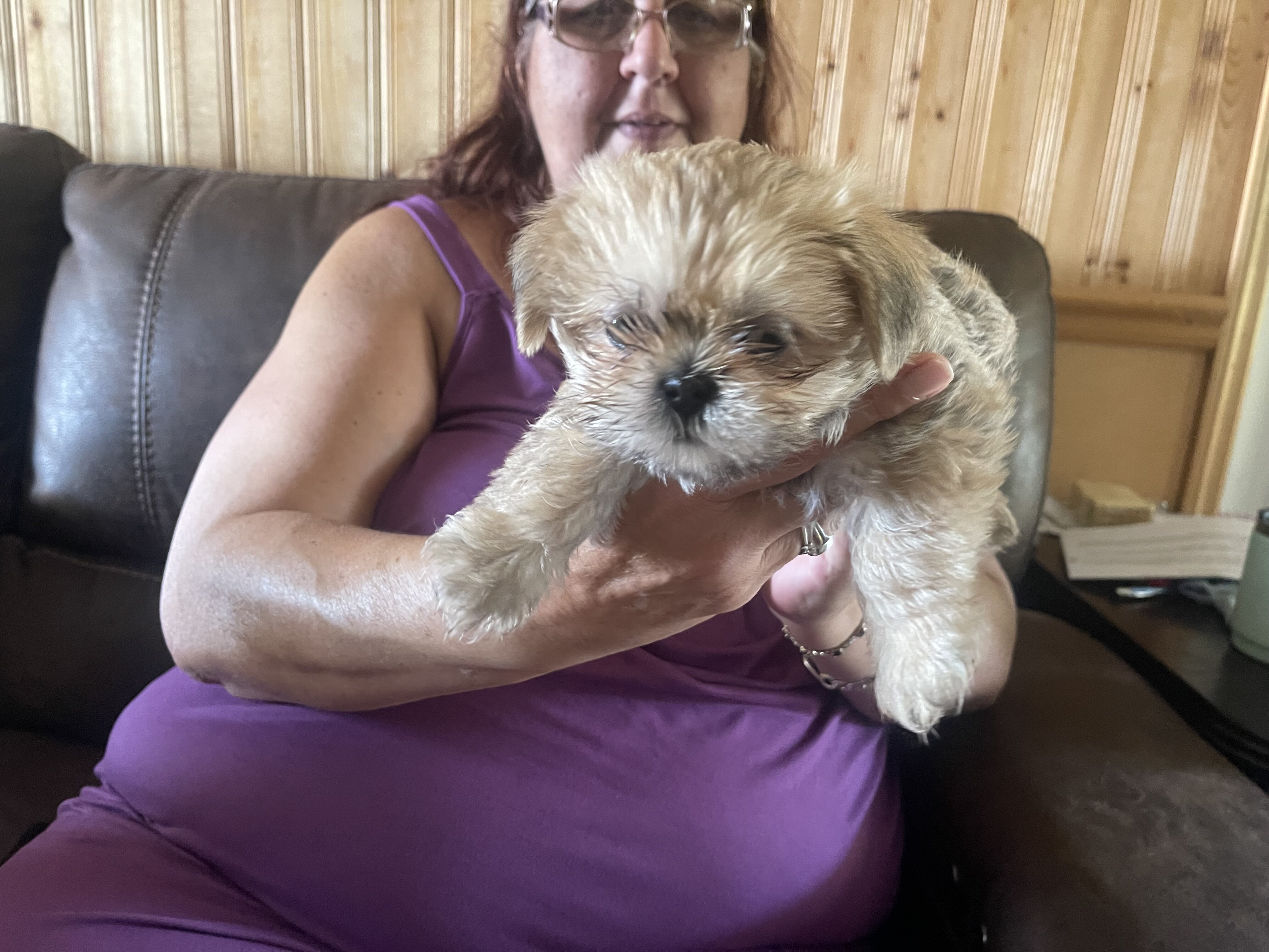 Shih Tzu puppies image 1