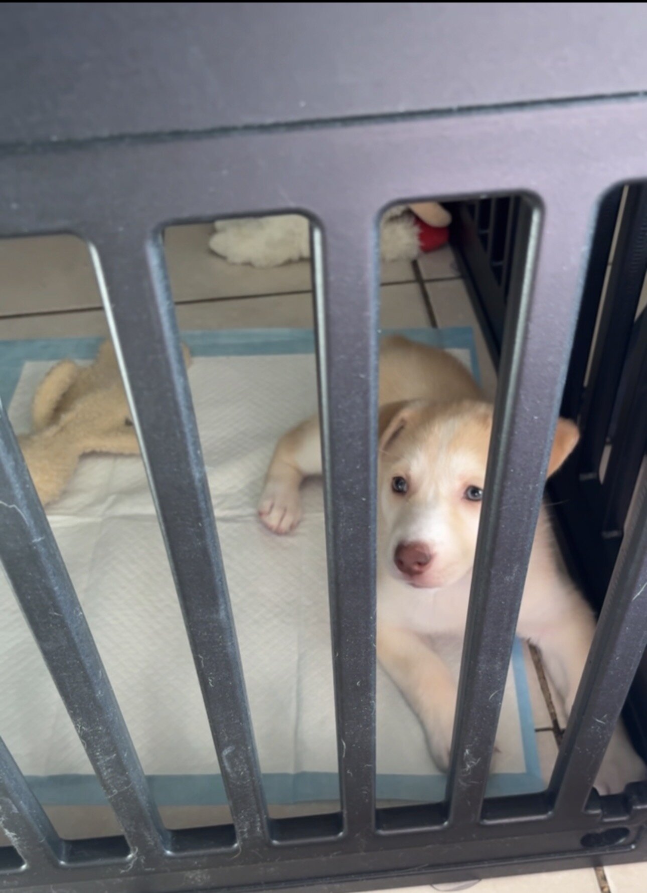 Husky image 4