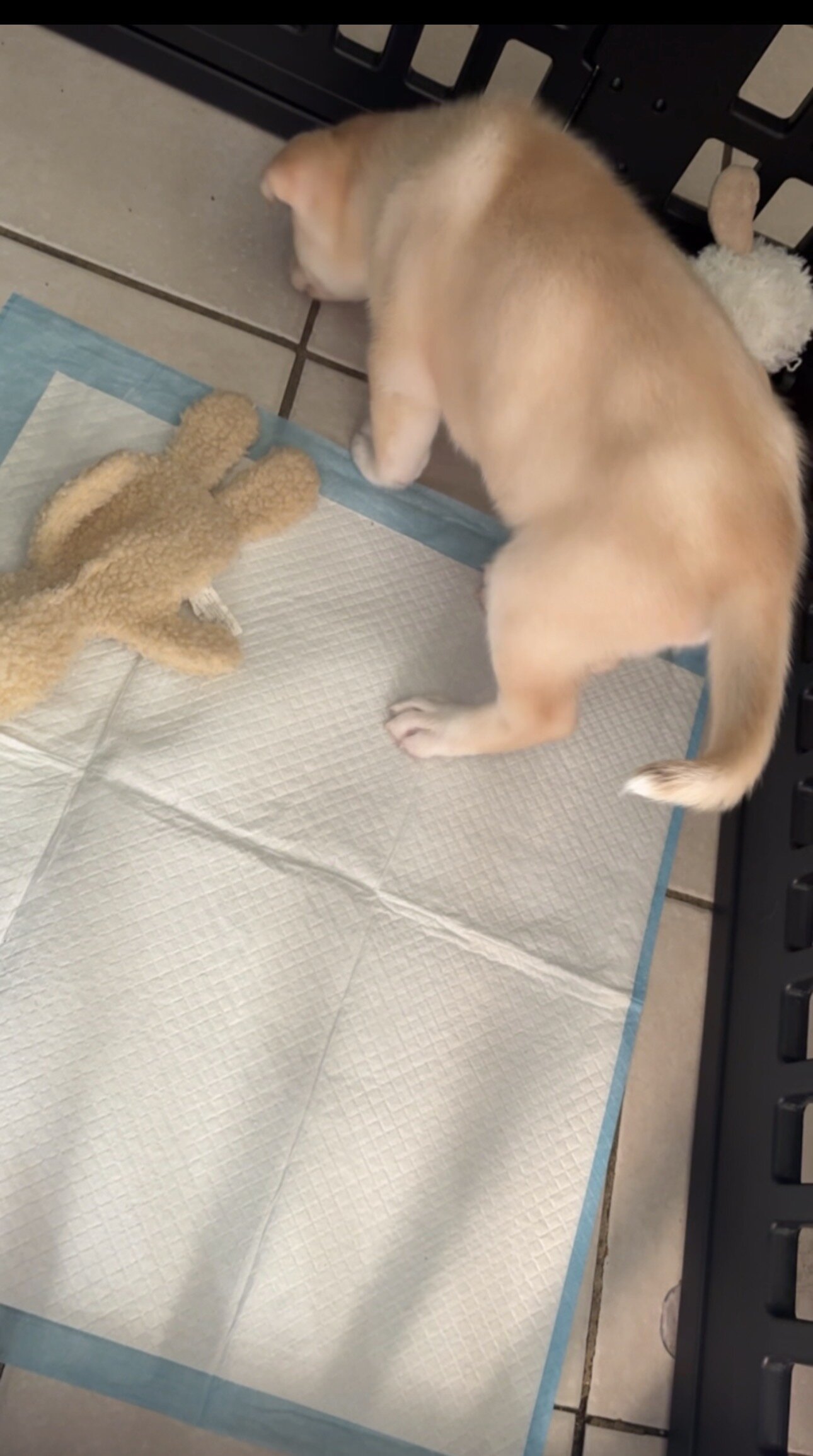 Husky image 3