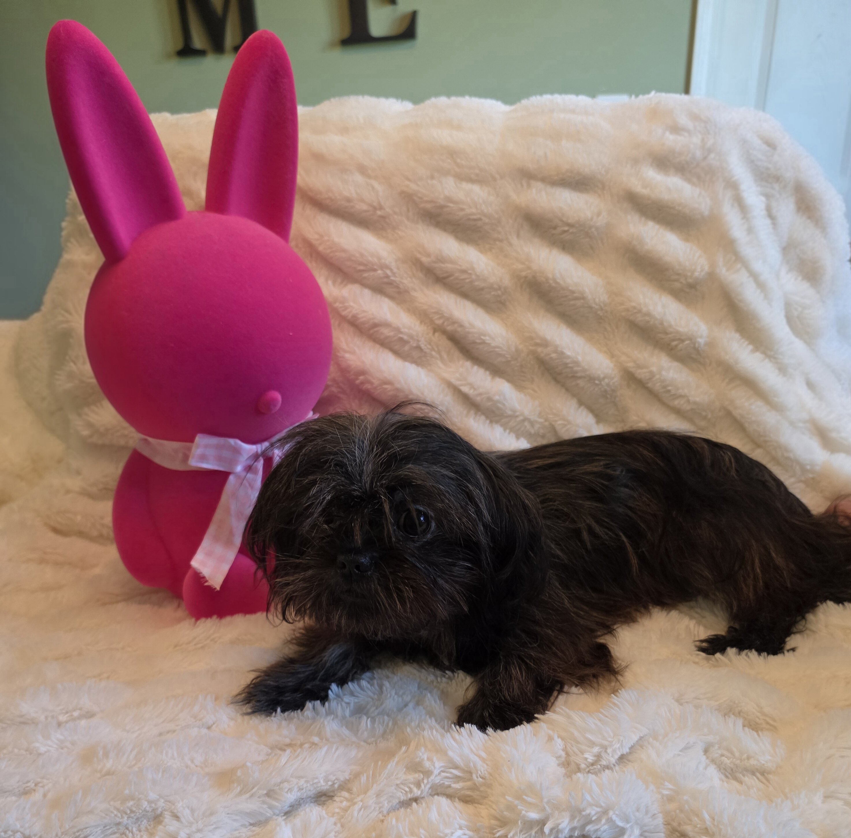 Female Shitzu 7 Month Old image 1