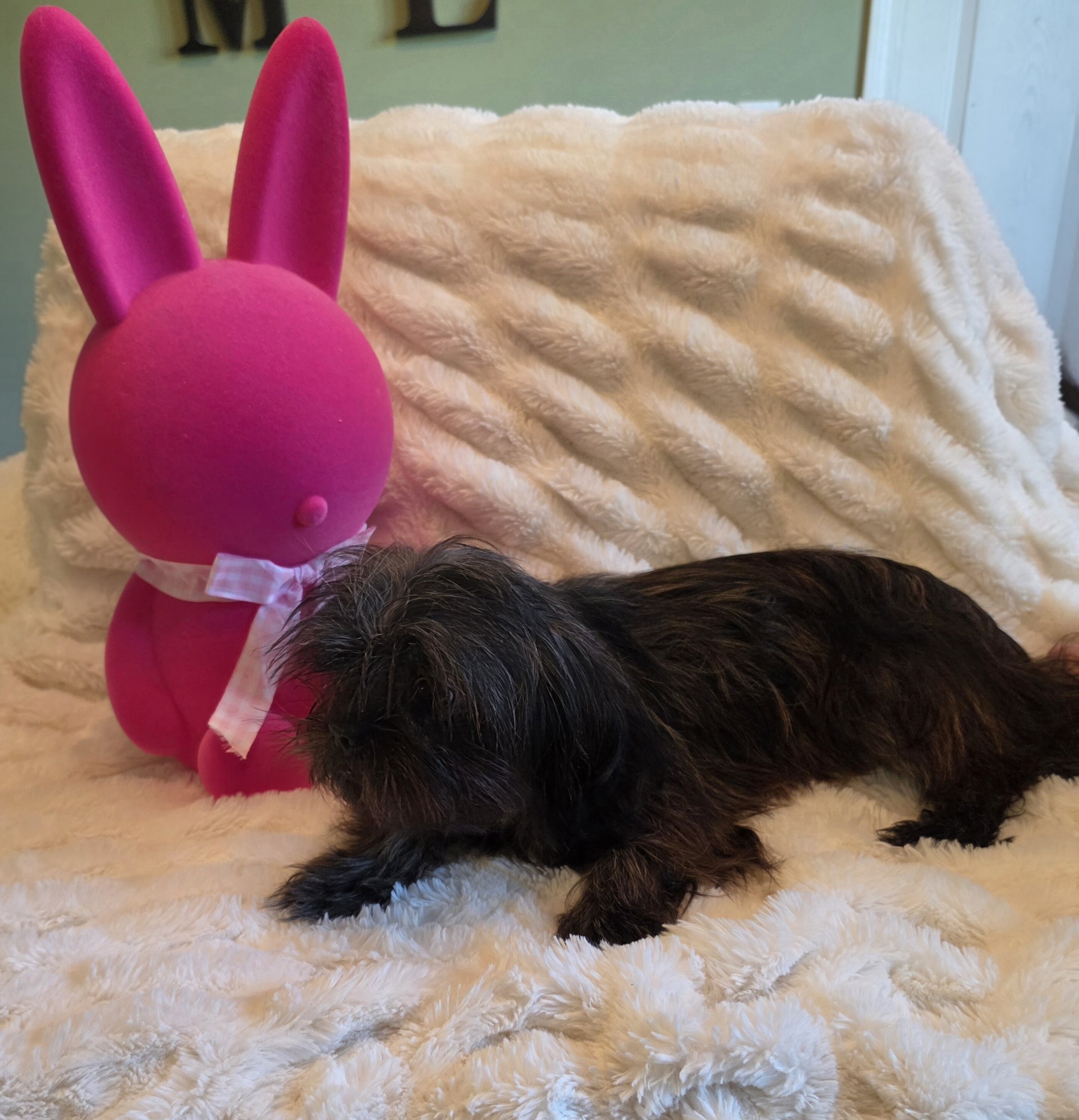 Female Shitzu 7 Month Old image 5