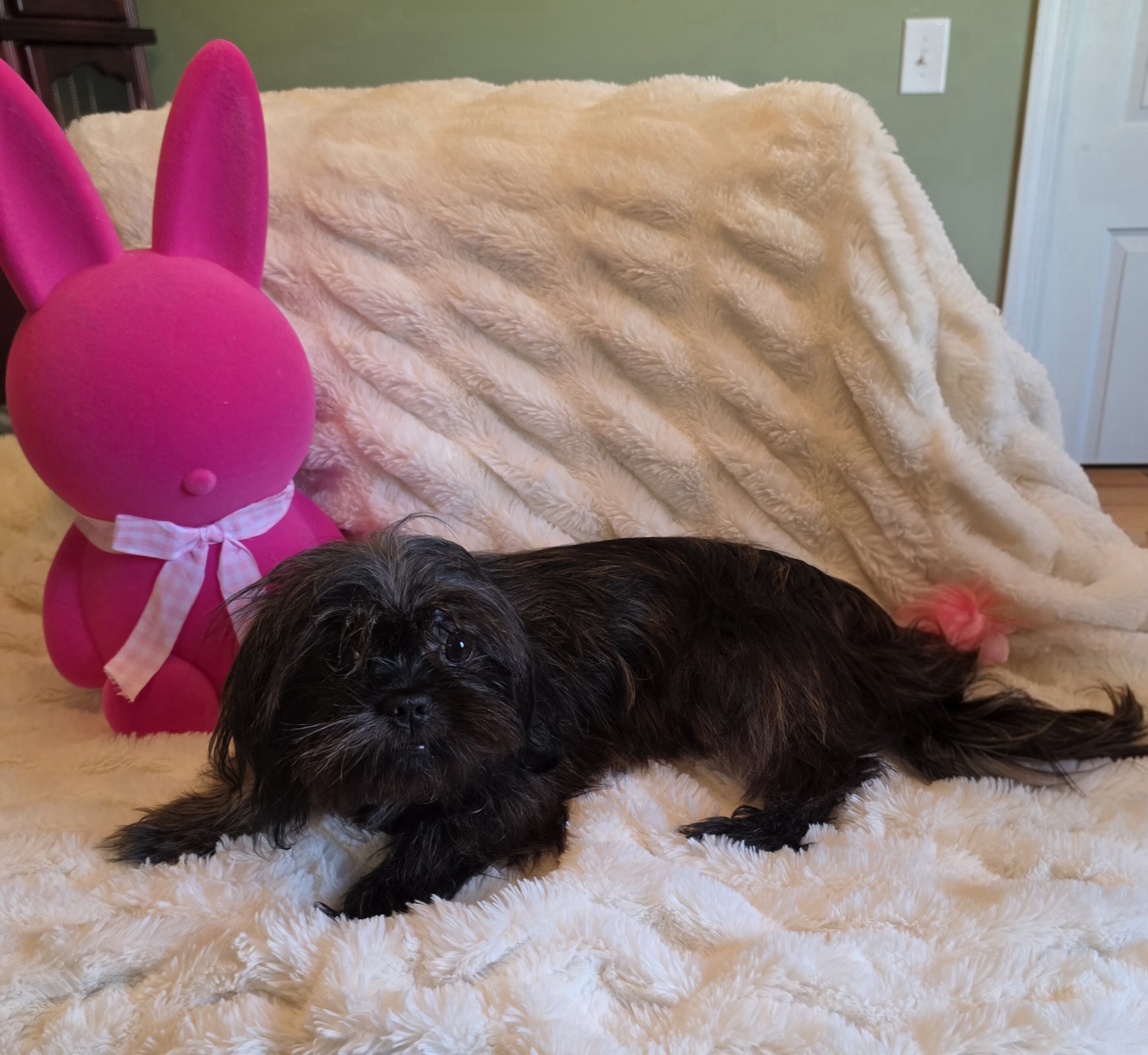 Female Shitzu 7 Month Old image 3