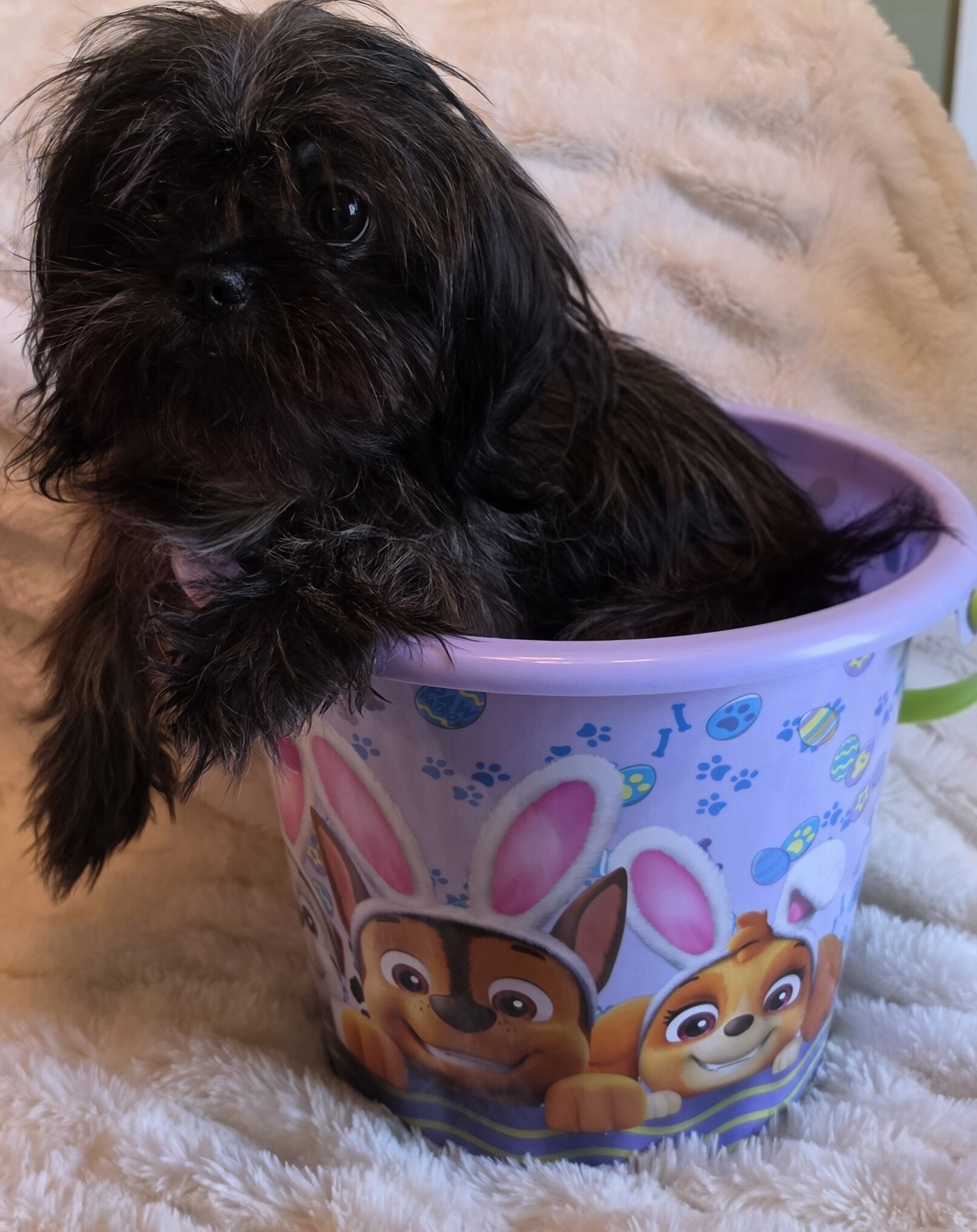 Female Shitzu 7 Month Old image 2