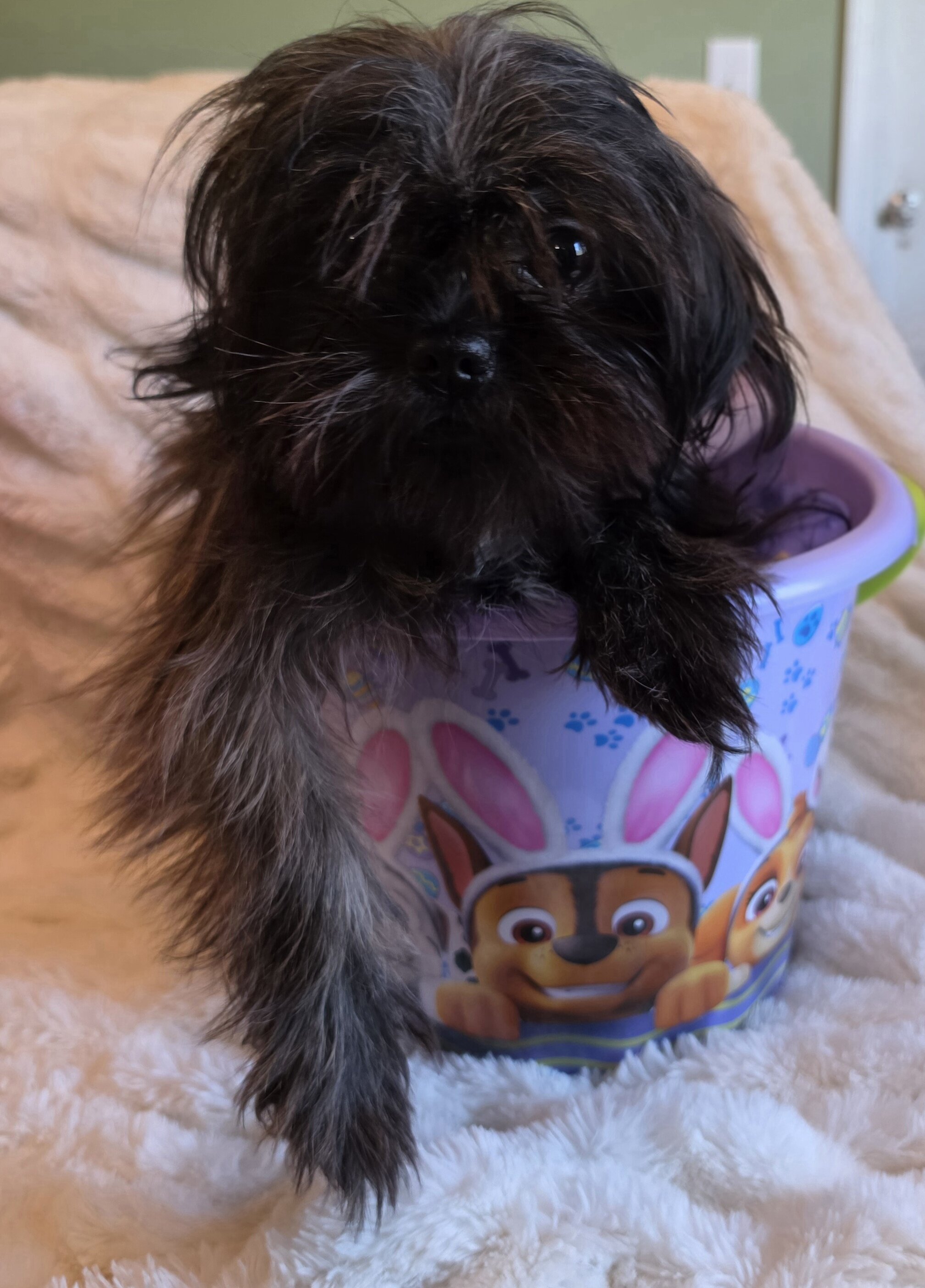 Female Shitzu 7 Month Old image 4