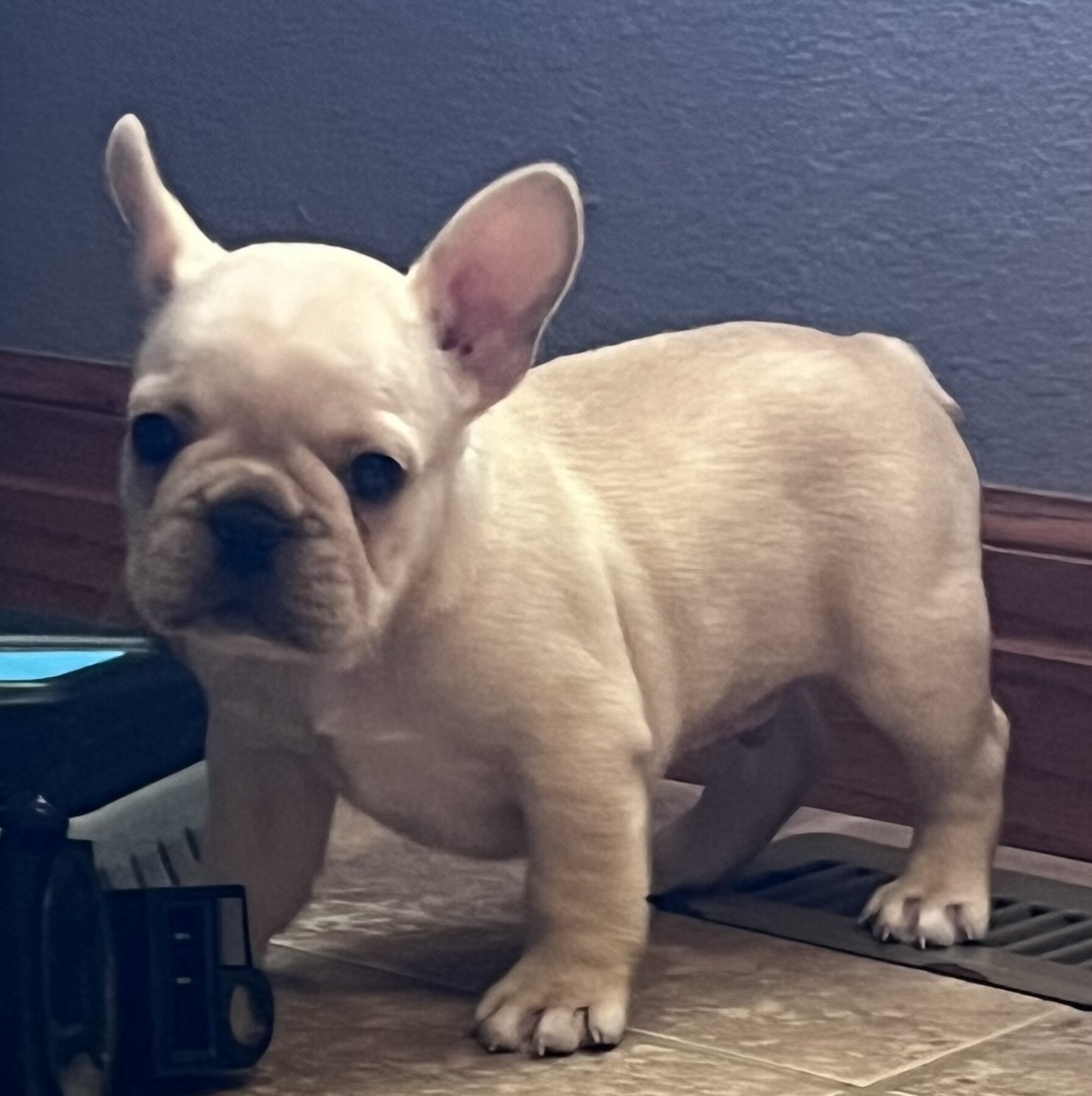 Akc Ch. Bloodline French Bulldog male image 8