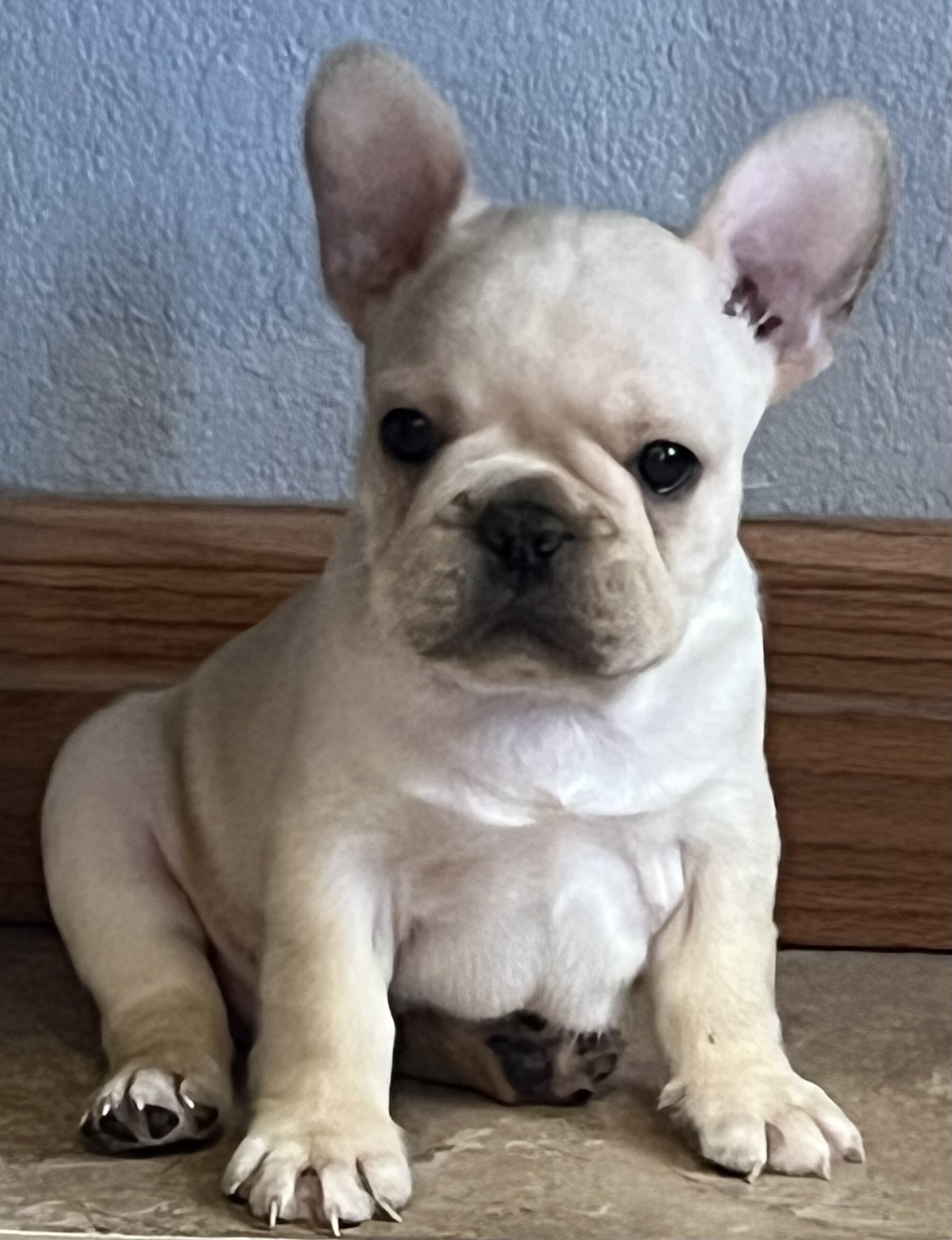 Akc Ch. Bloodline French Bulldog male image 7