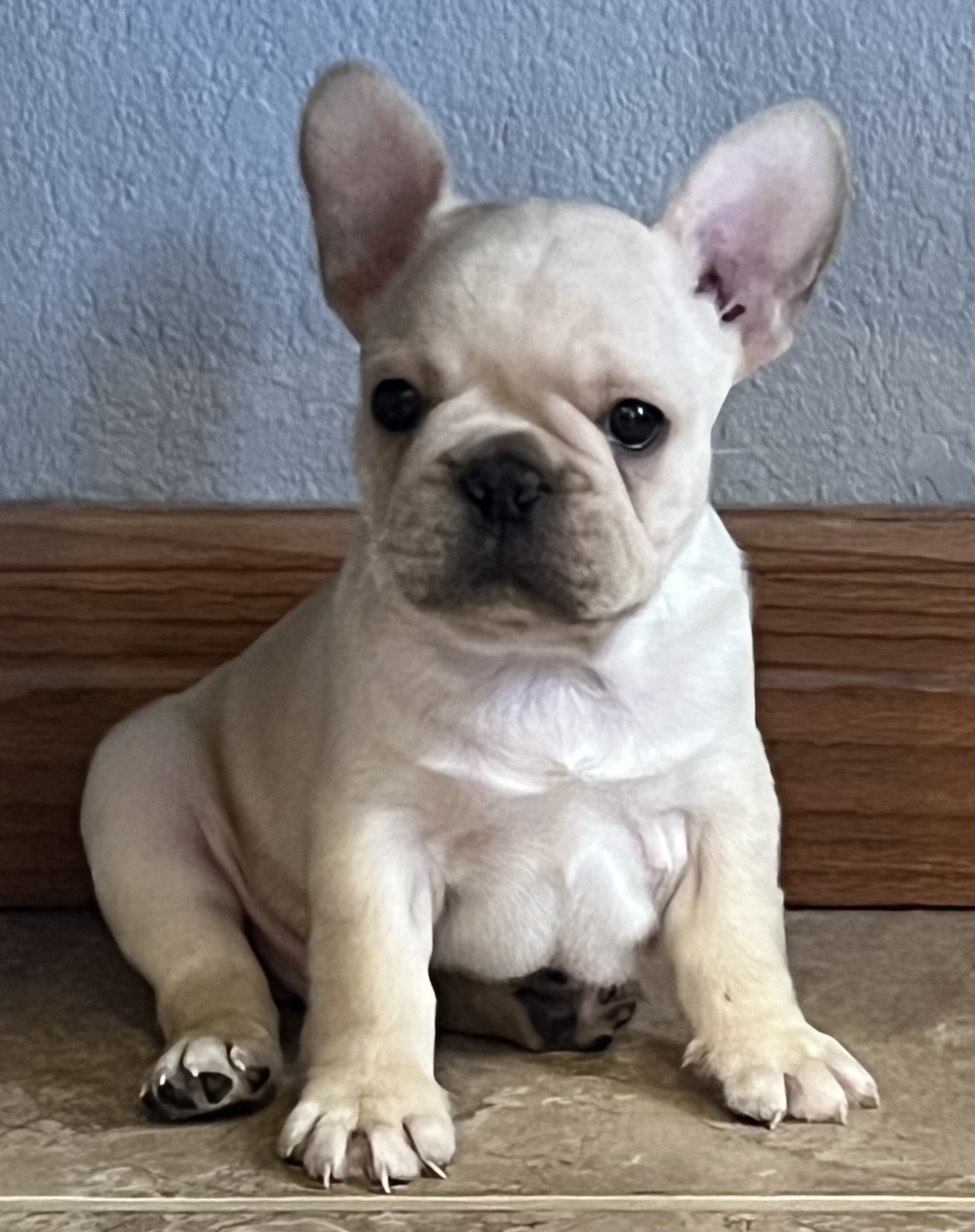 Akc Ch. Bloodline French Bulldog male image 6