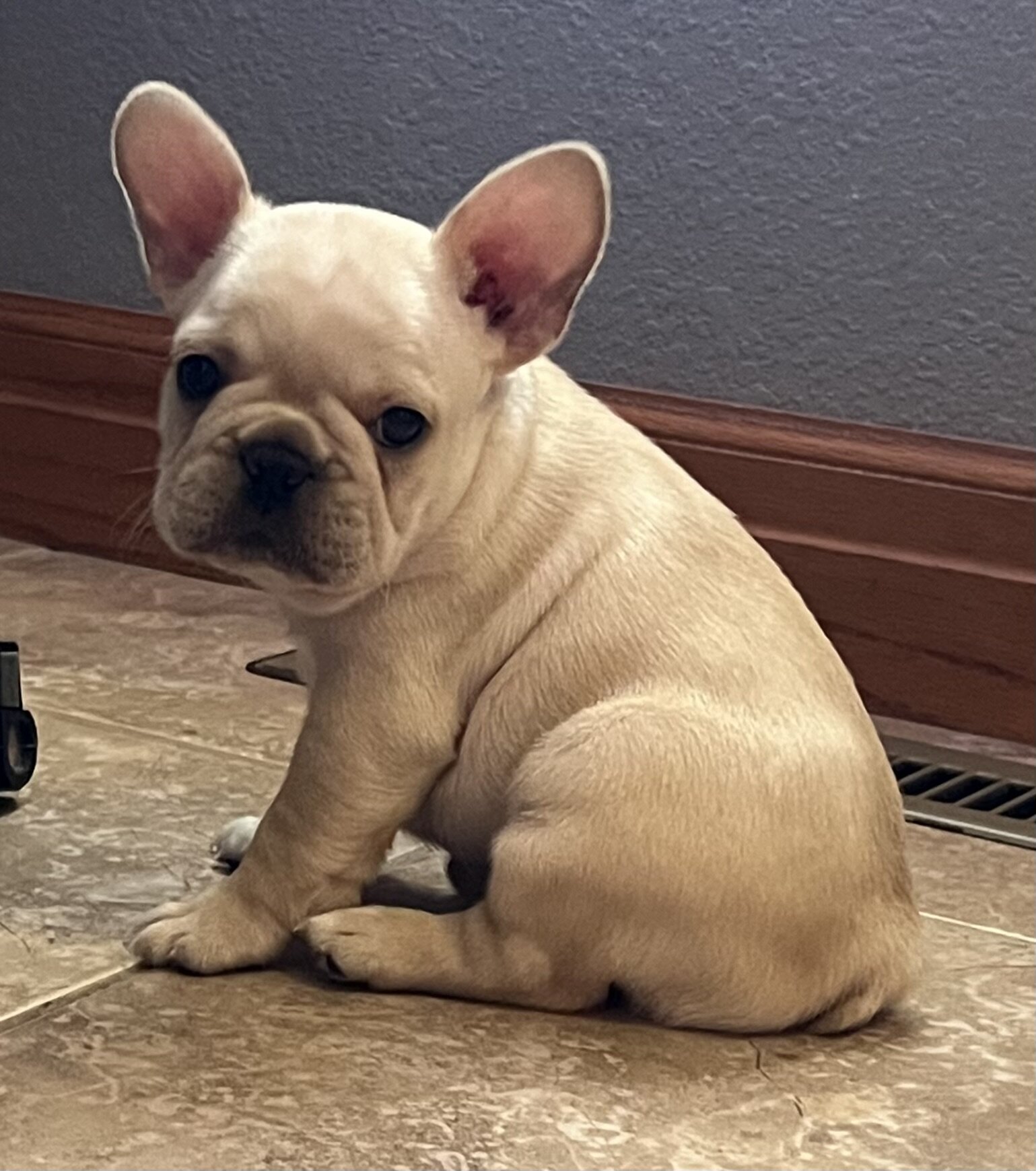 Akc Ch. Bloodline French Bulldog male image 5