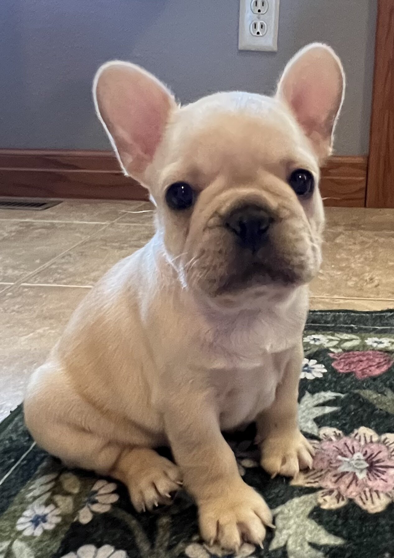 Akc Ch. Bloodline French Bulldog male image 4