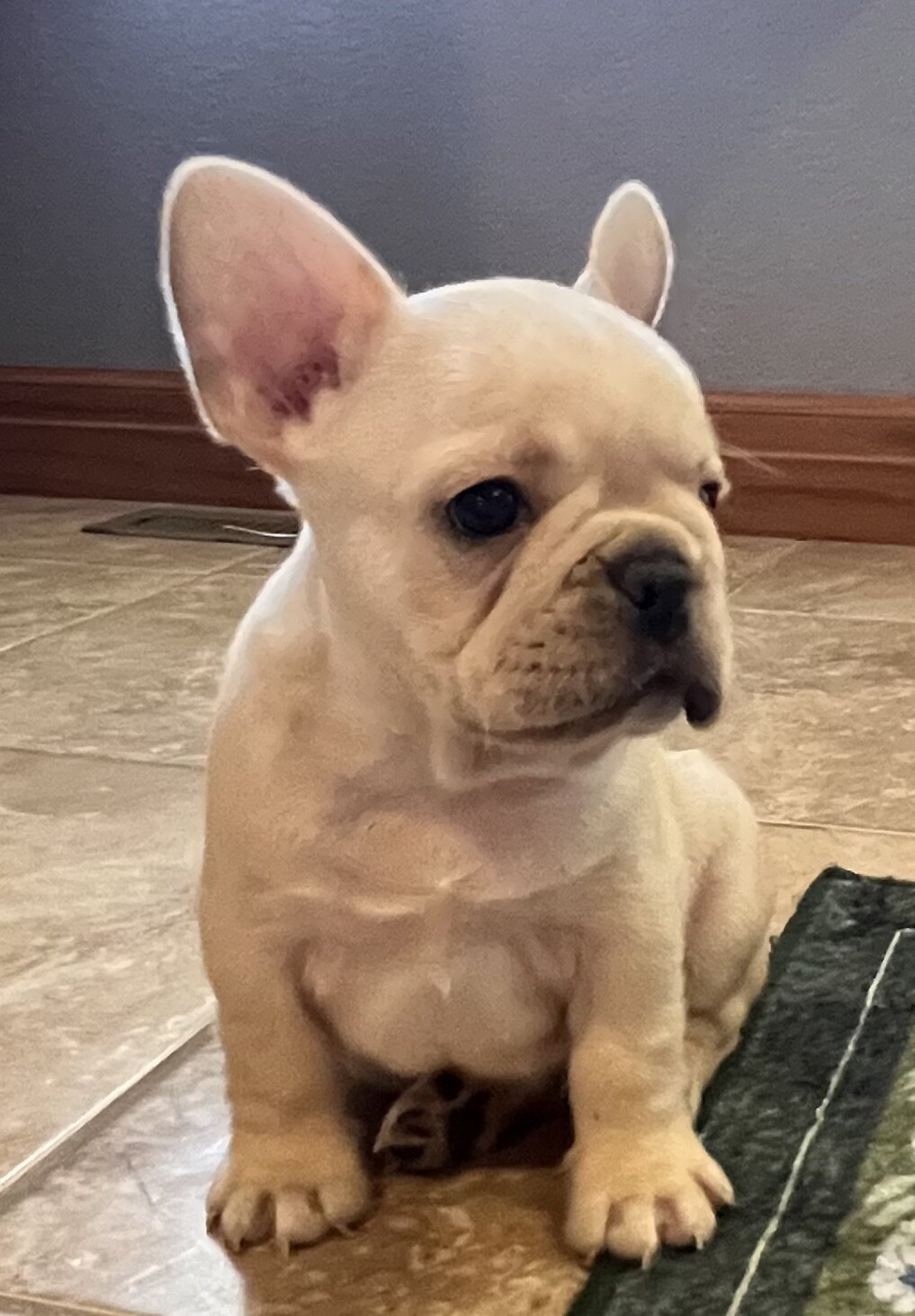 Akc Ch. Bloodline French Bulldog male image 3