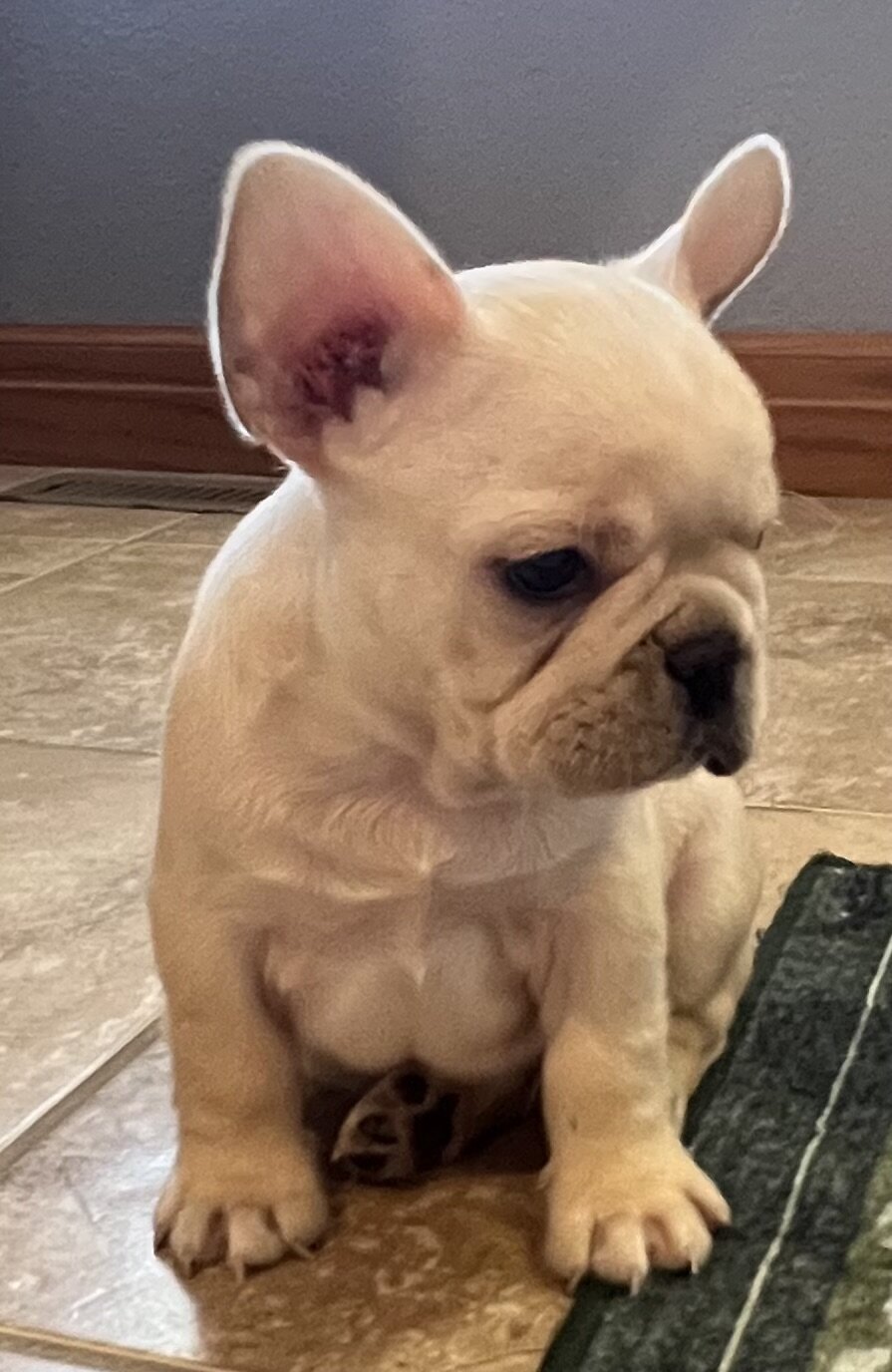 Akc Ch. Bloodline French Bulldog male image 2