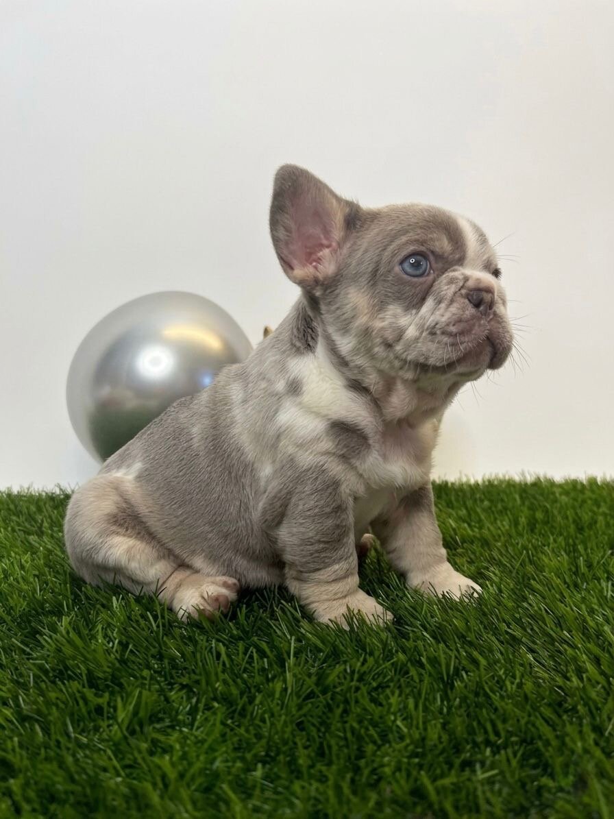 🔥Premium French Bulldog Puppies 🔥 image 1