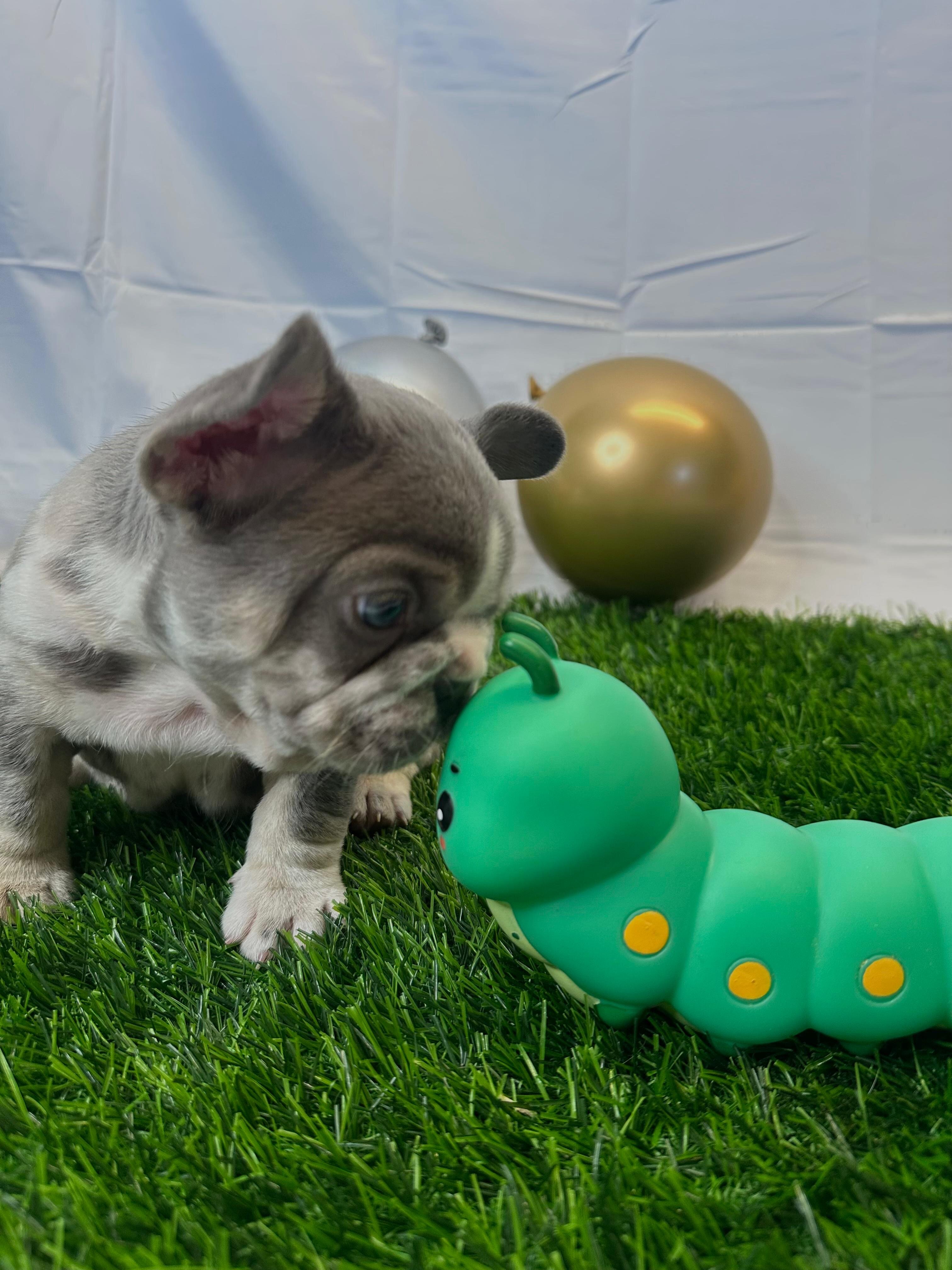 🔥Premium French Bulldog Puppies 🔥 image 4