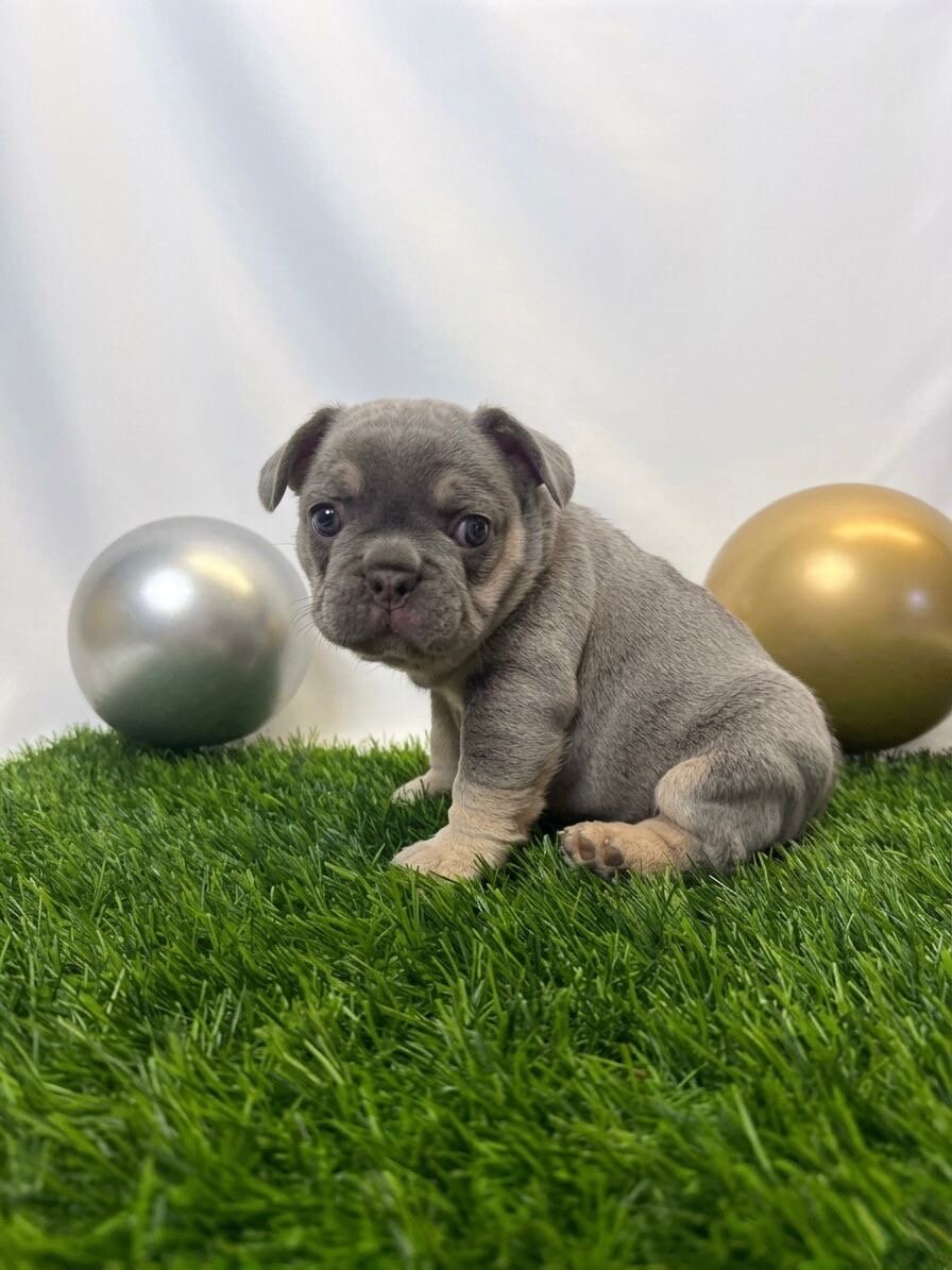 🔥Premium French Bulldog Puppies 🔥 image 2