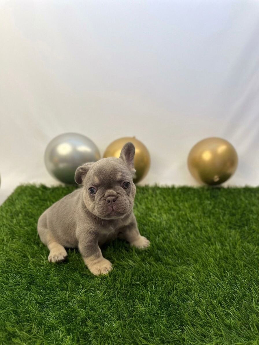 🔥Premium French Bulldog Puppies 🔥 image 3