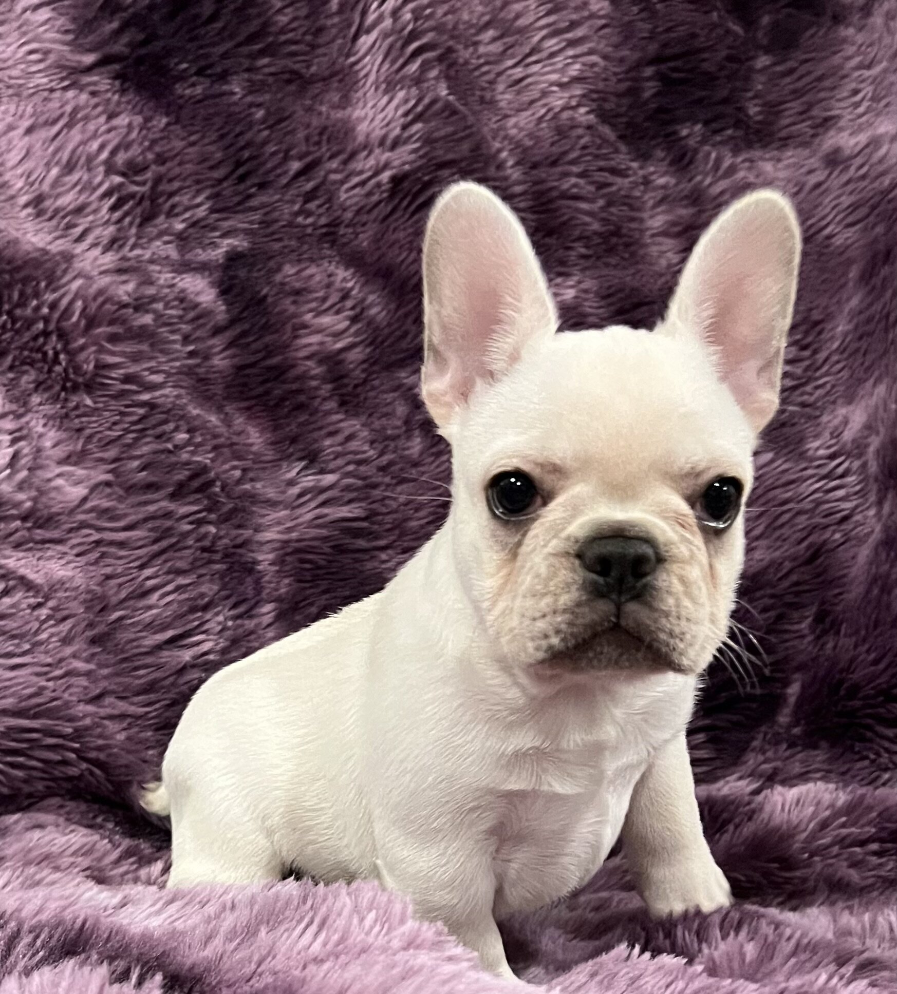 Kitty , Akc Ch bloodline female image 9