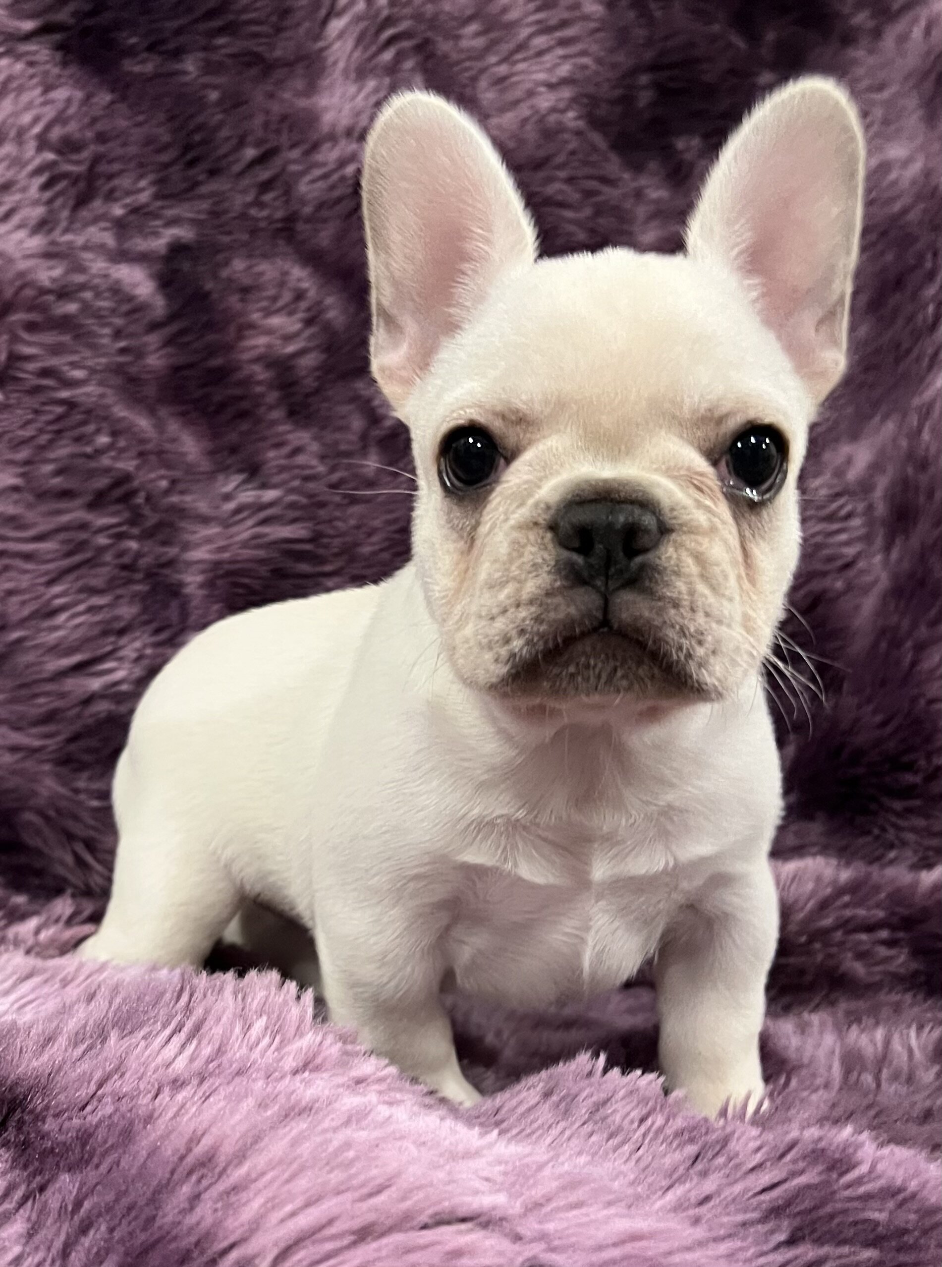 Kitty , Akc Ch bloodline female image 8