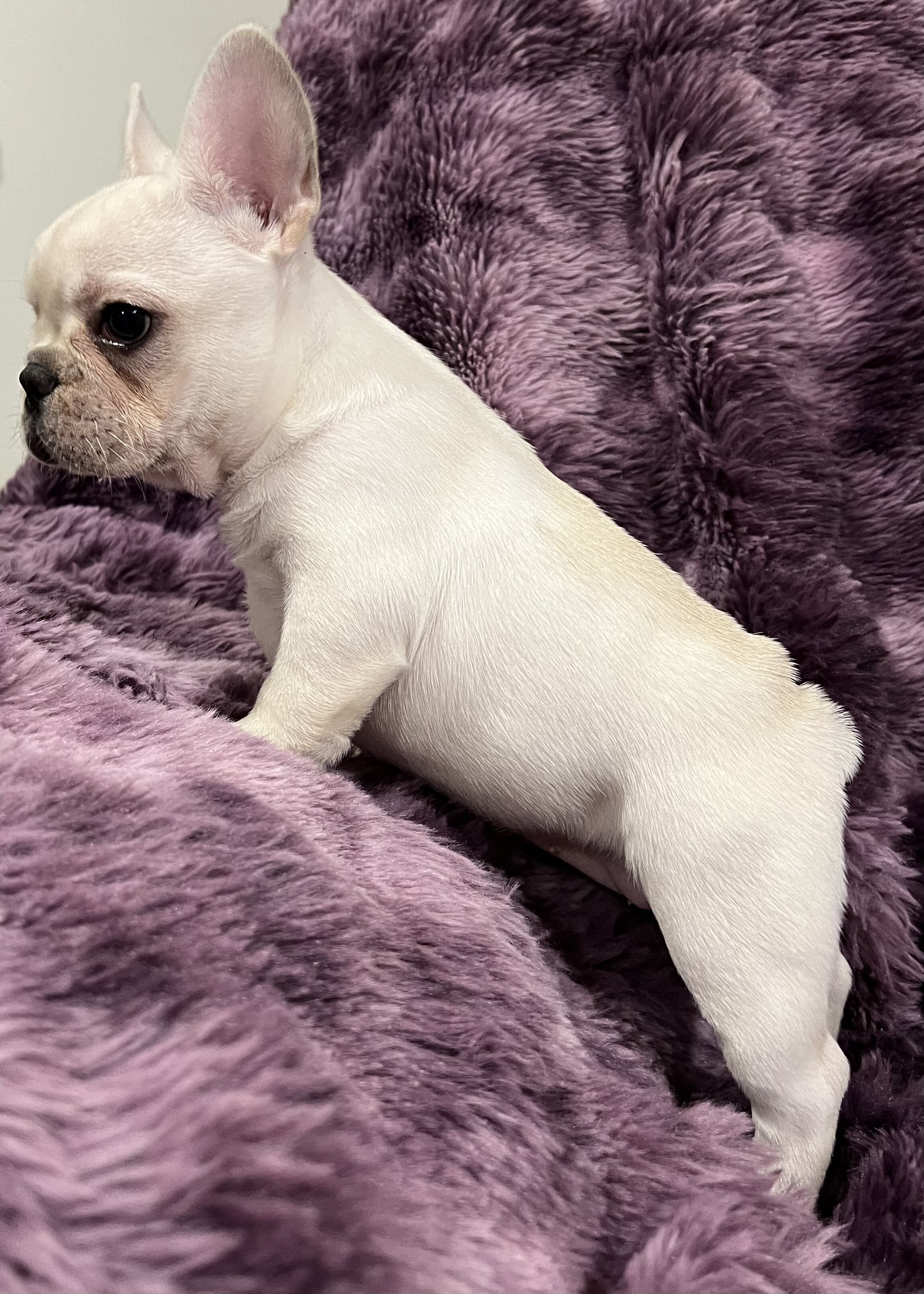 Kitty , Akc Ch bloodline female image 6