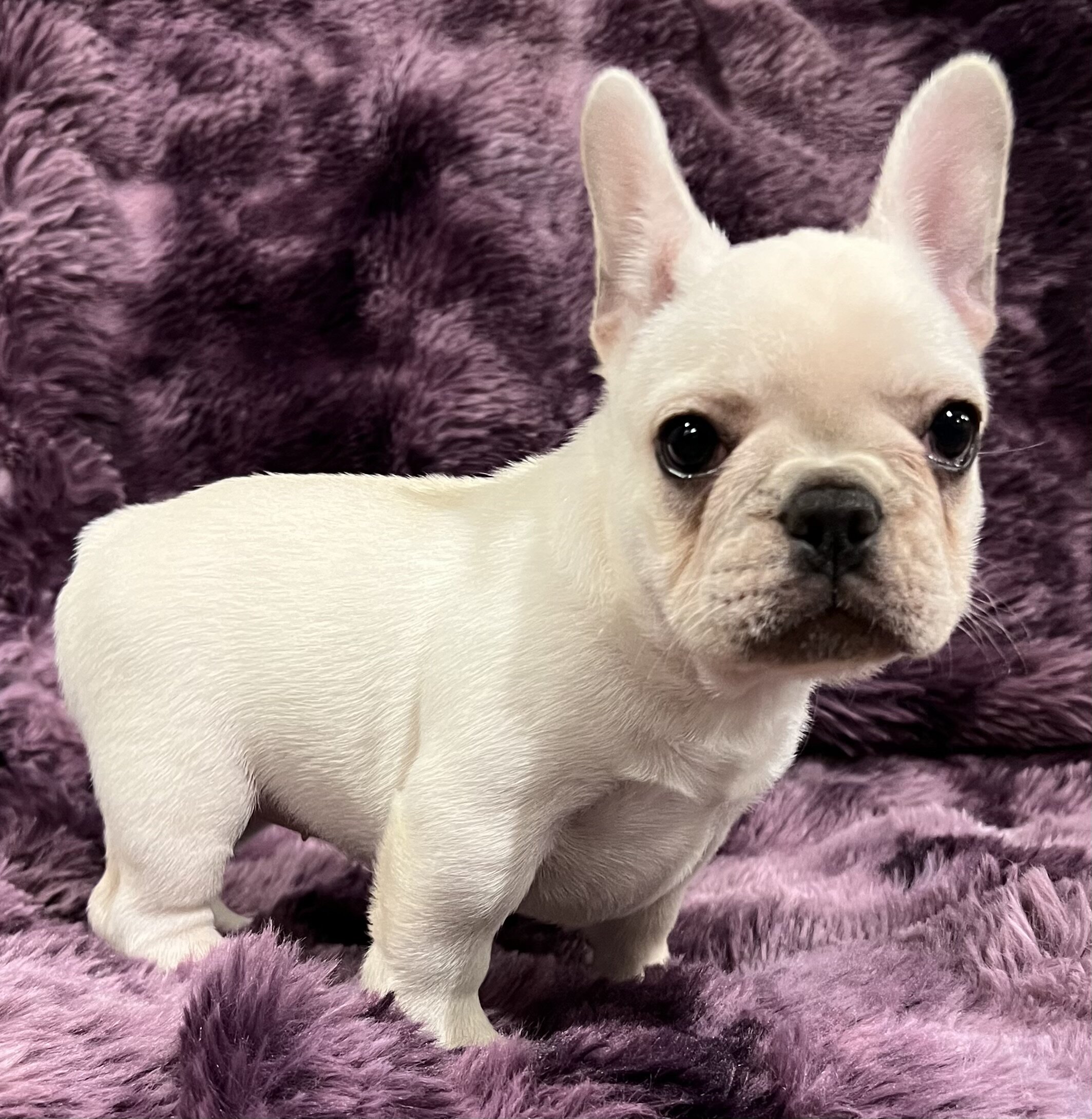 Kitty , Akc Ch bloodline female image 4