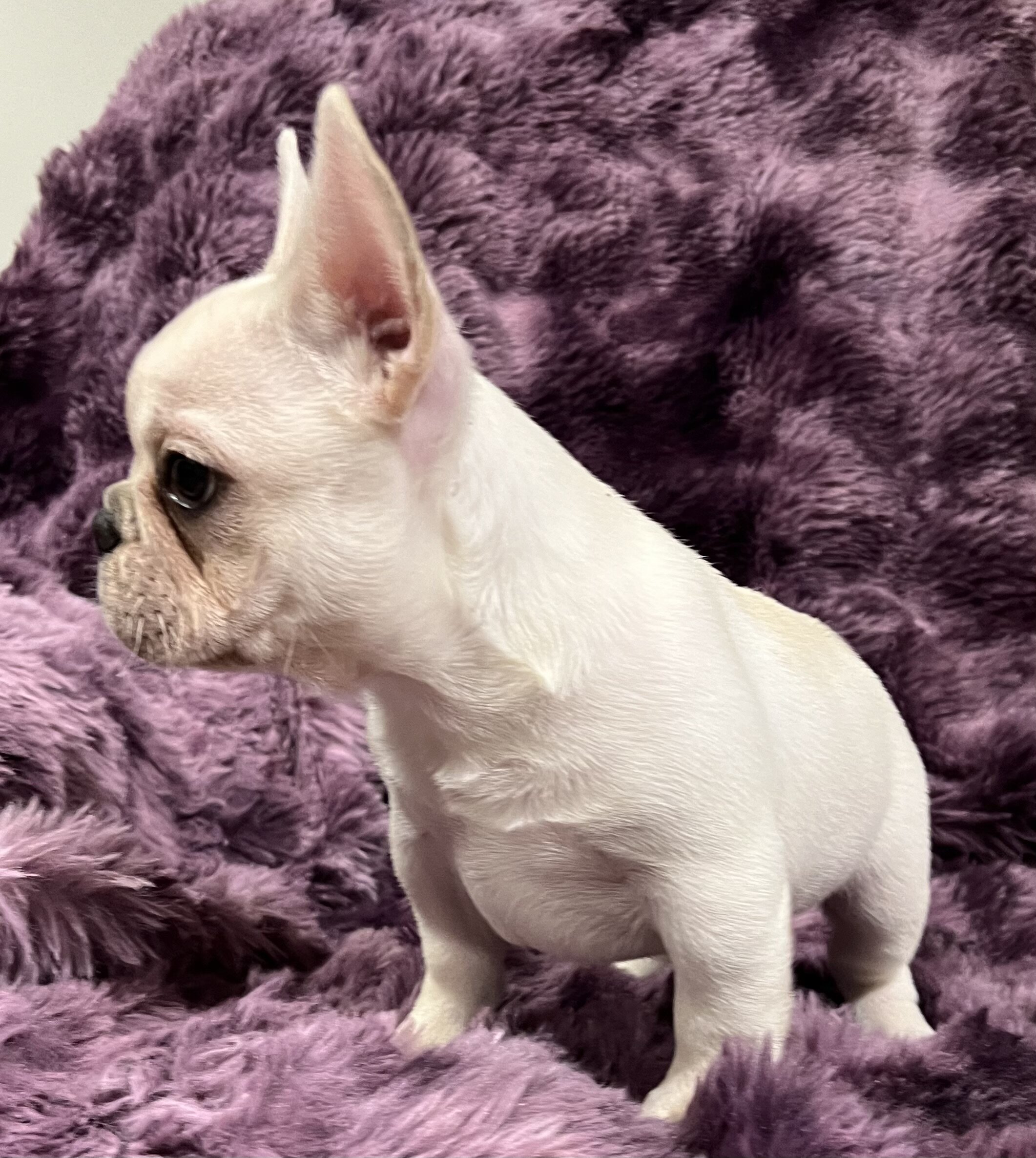 Kitty , Akc Ch bloodline female image 3