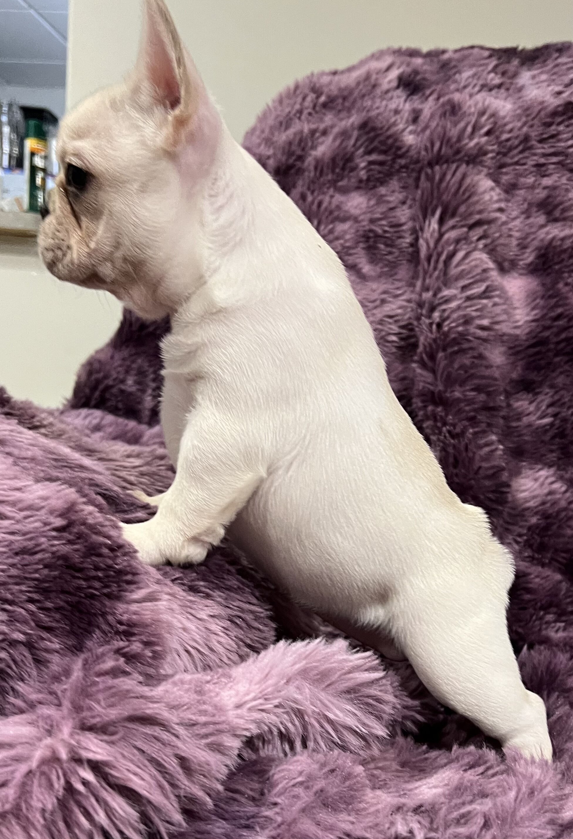 Kitty , Akc Ch bloodline female image 2