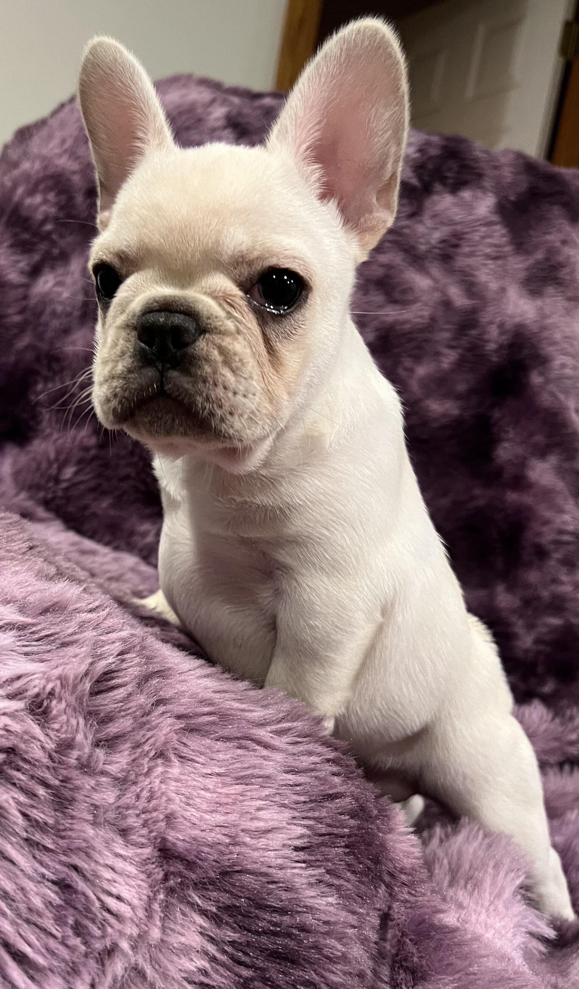 Kitty , Akc Ch bloodline female image 1