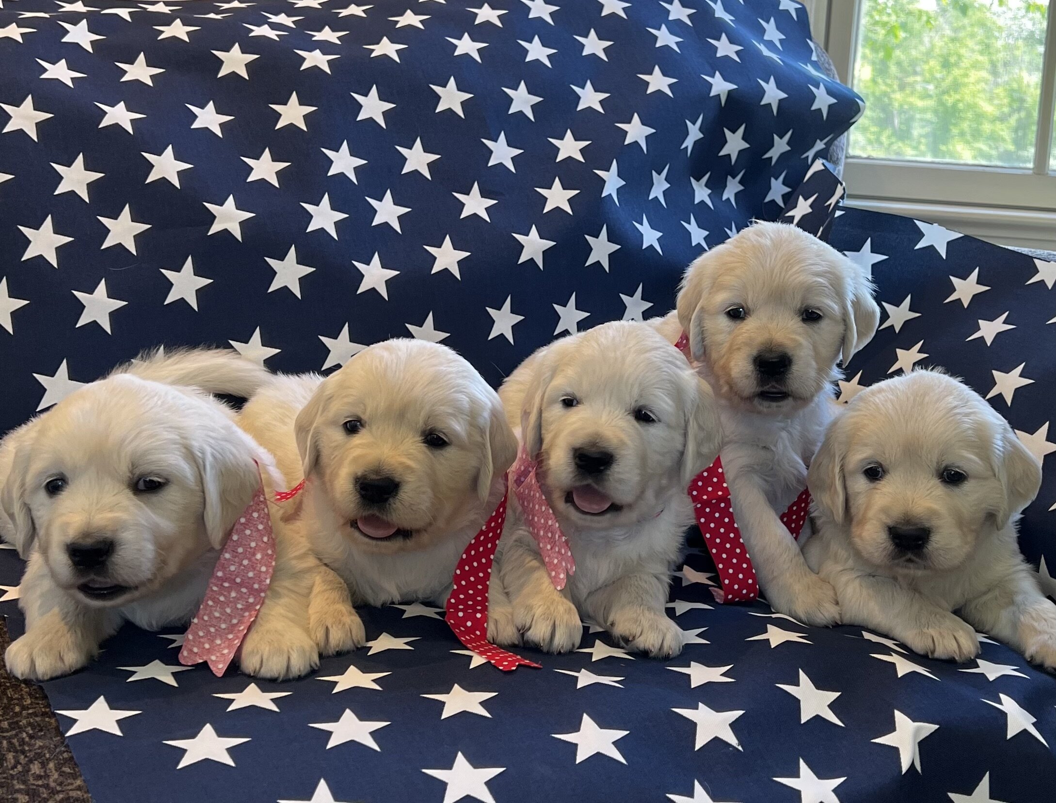 Golden Retriever Puppies - English Creams image 1