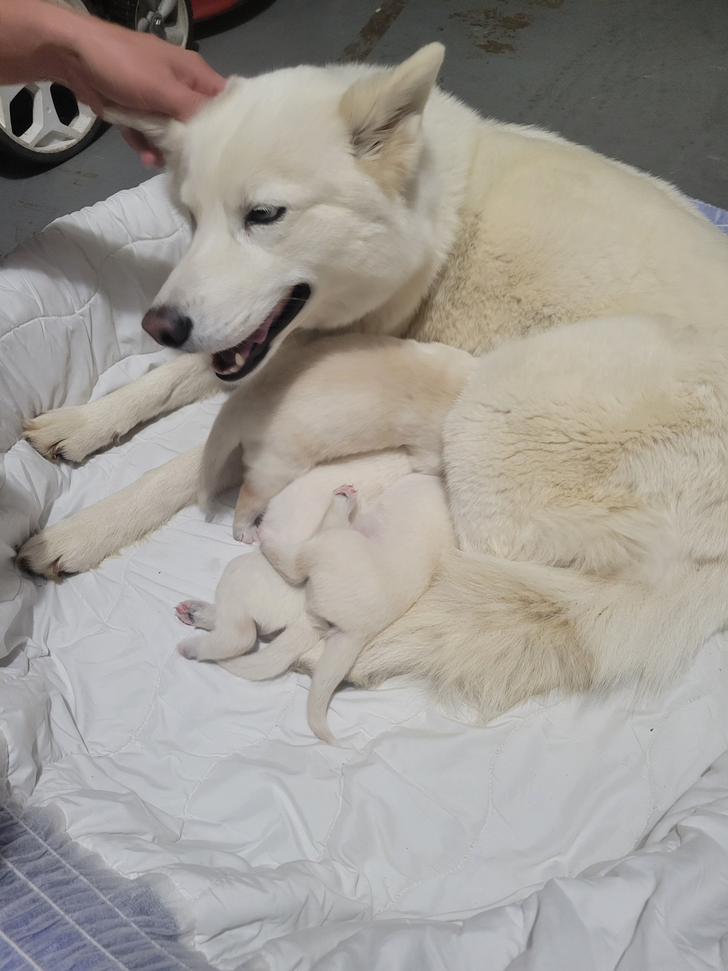 Husky/Lab puppy image 2