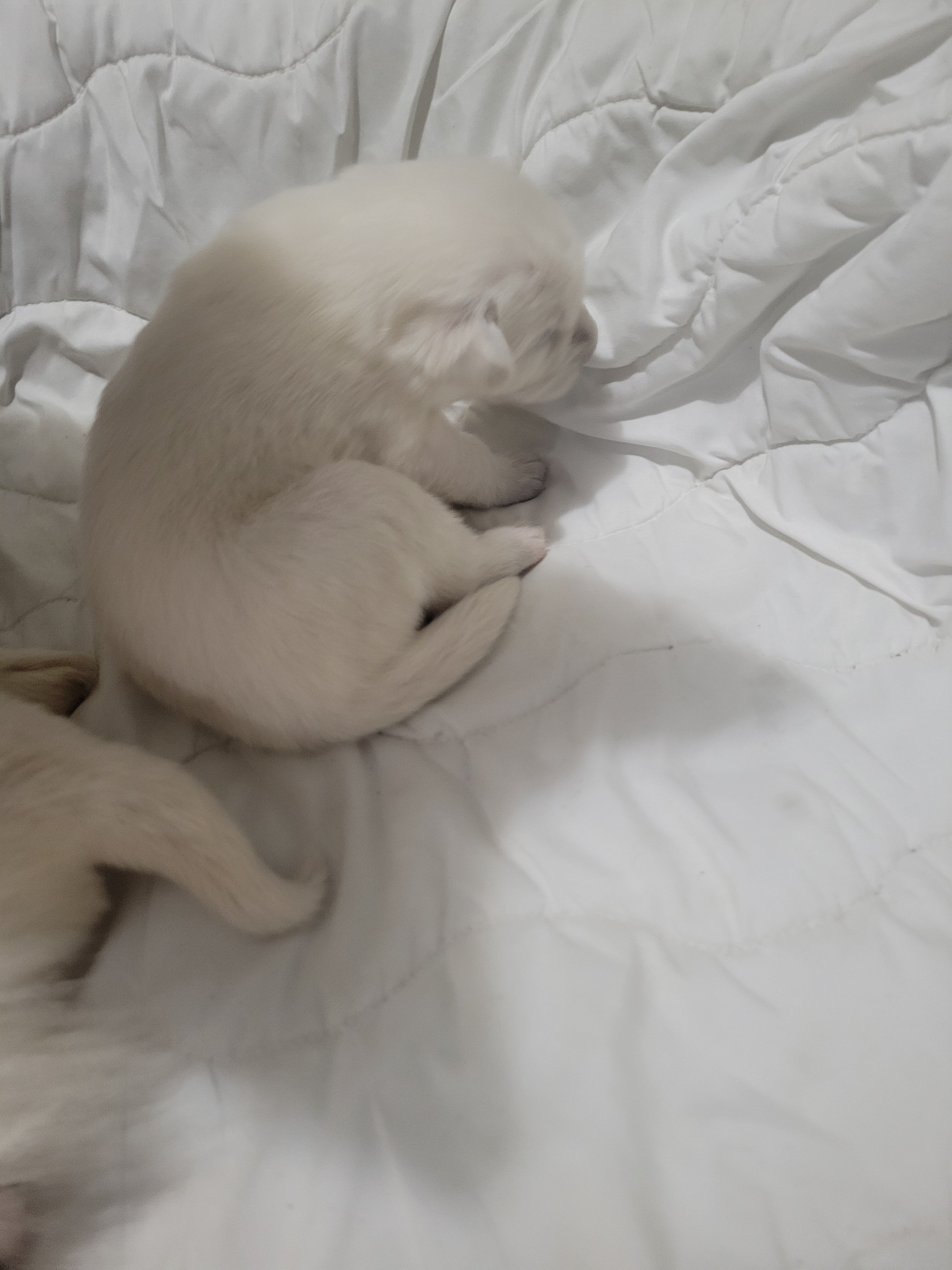Husky/Lab puppy image 4
