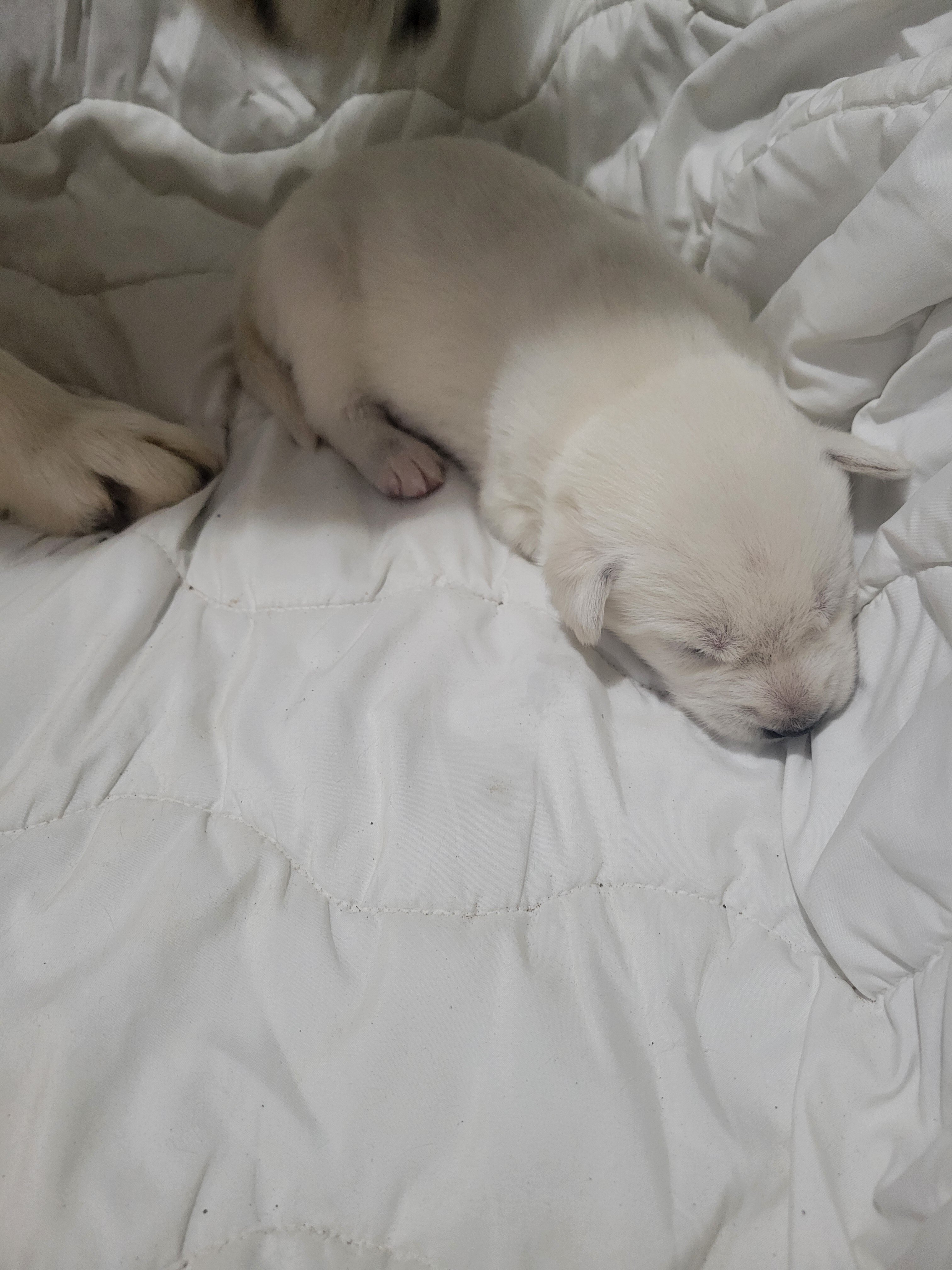 Husky/Lab puppy image 7
