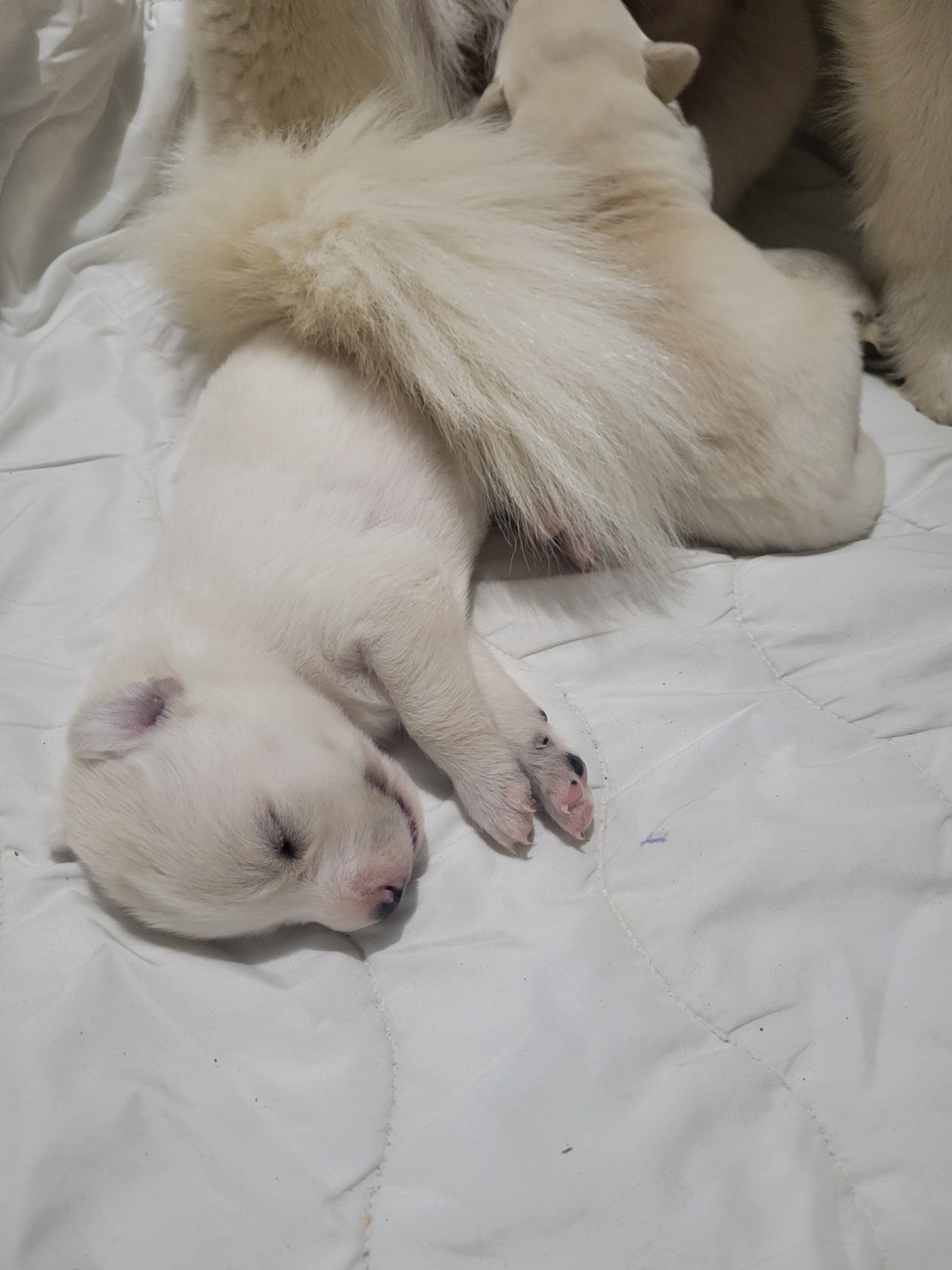 Husky/Lab puppy image 5
