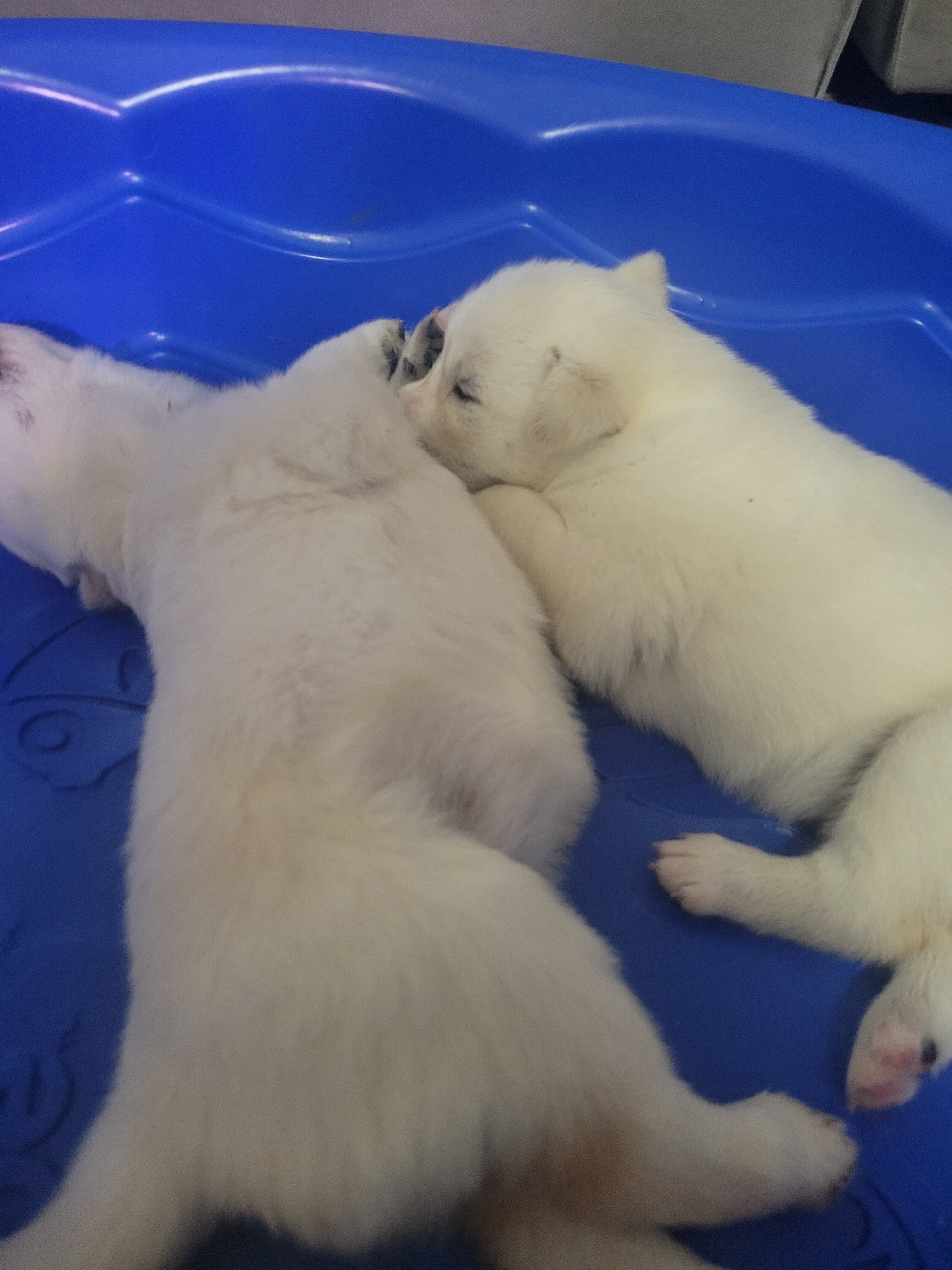 Husky/Lab puppy image 6