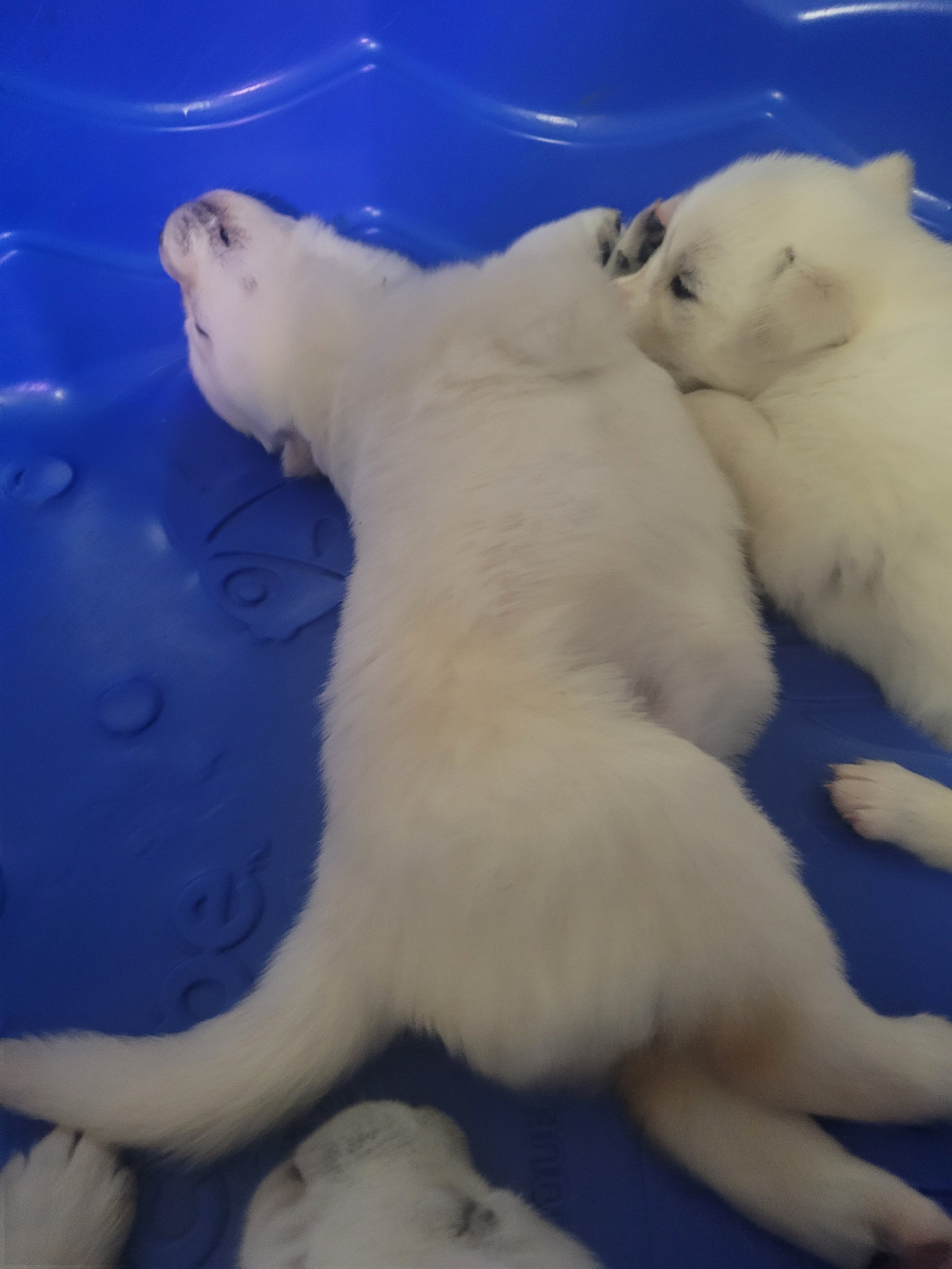 Husky/Lab puppy image 3