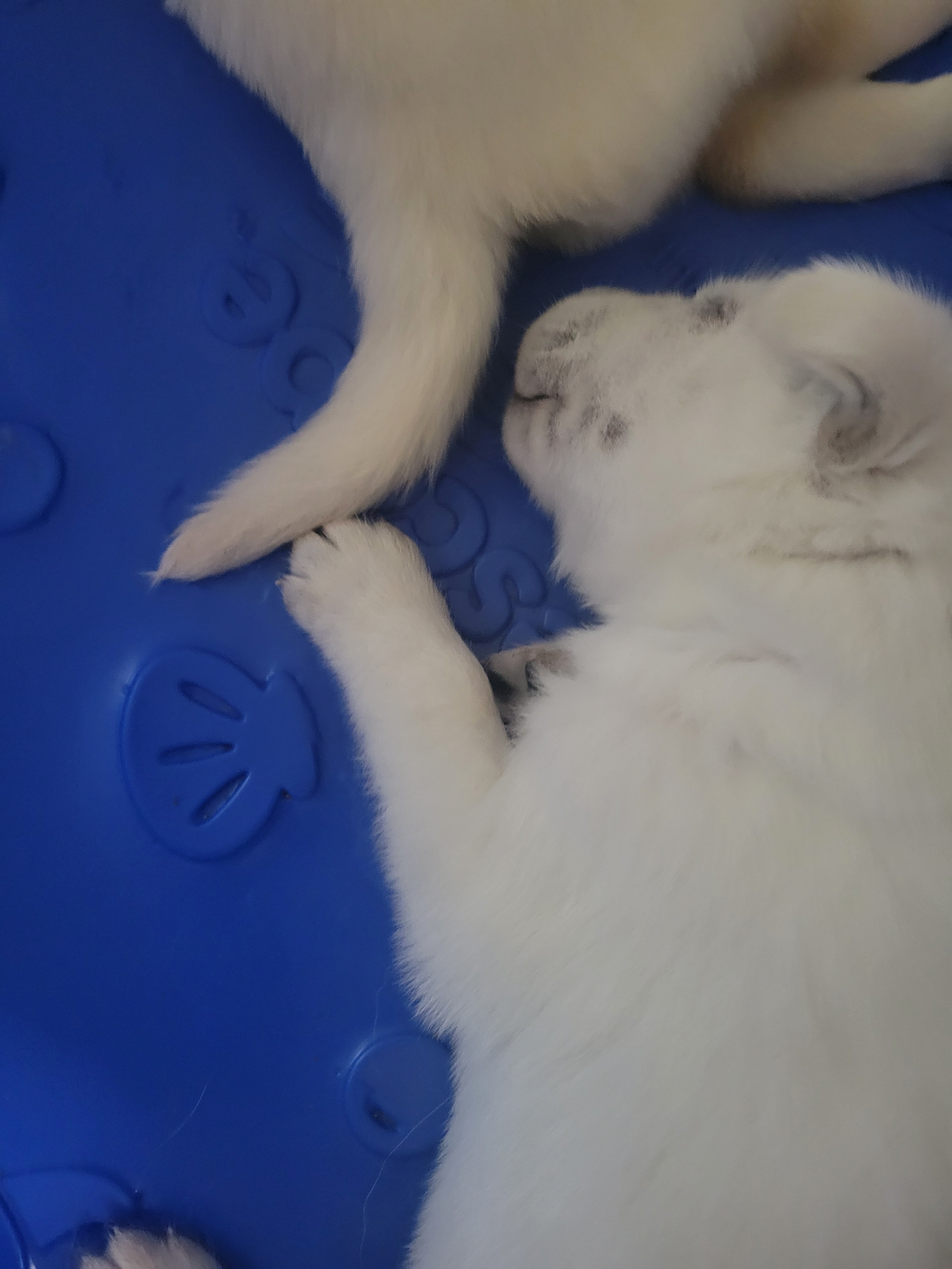 Husky/Lab puppy image 1