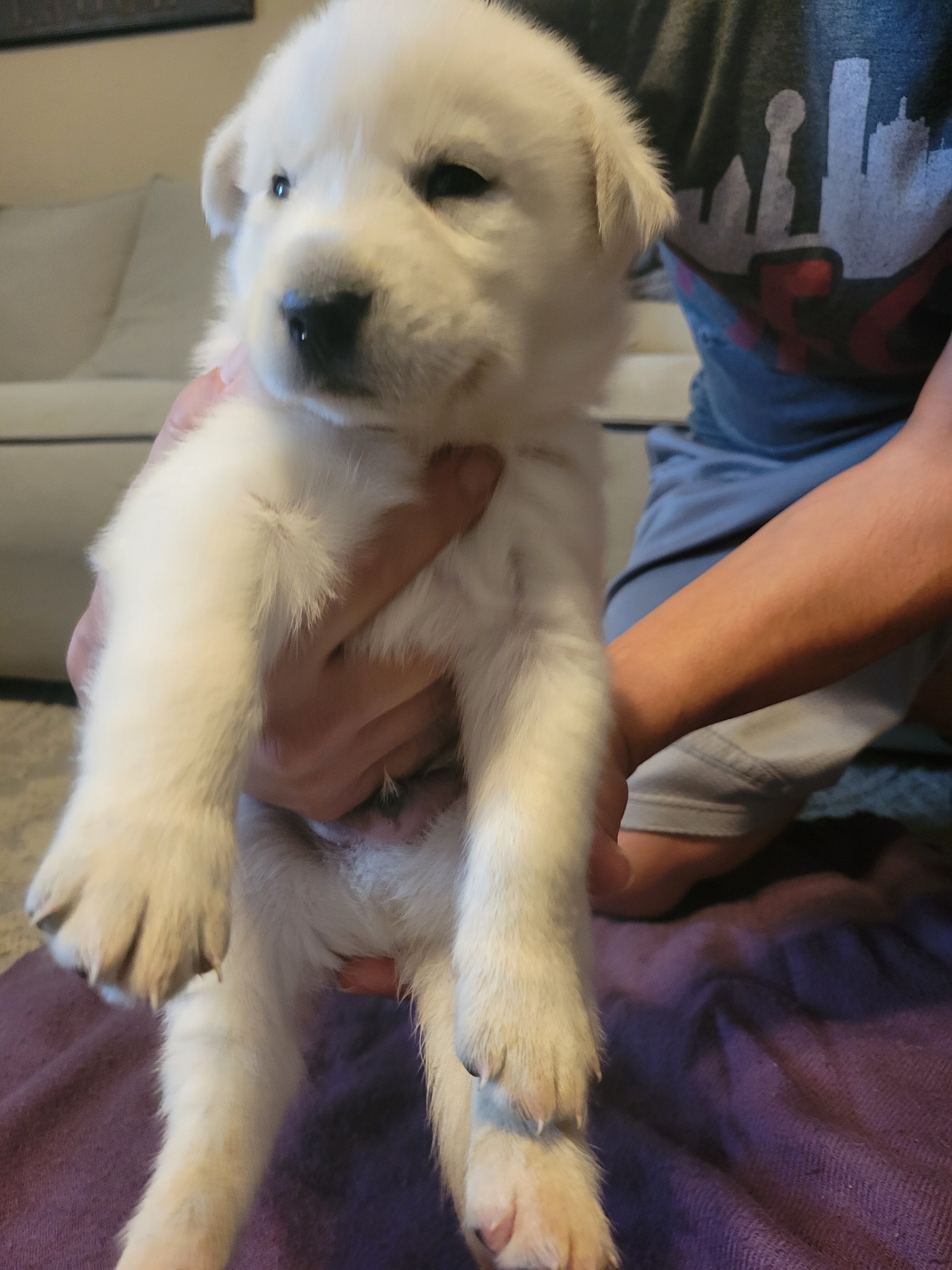 Husky/Lab puppy image 8