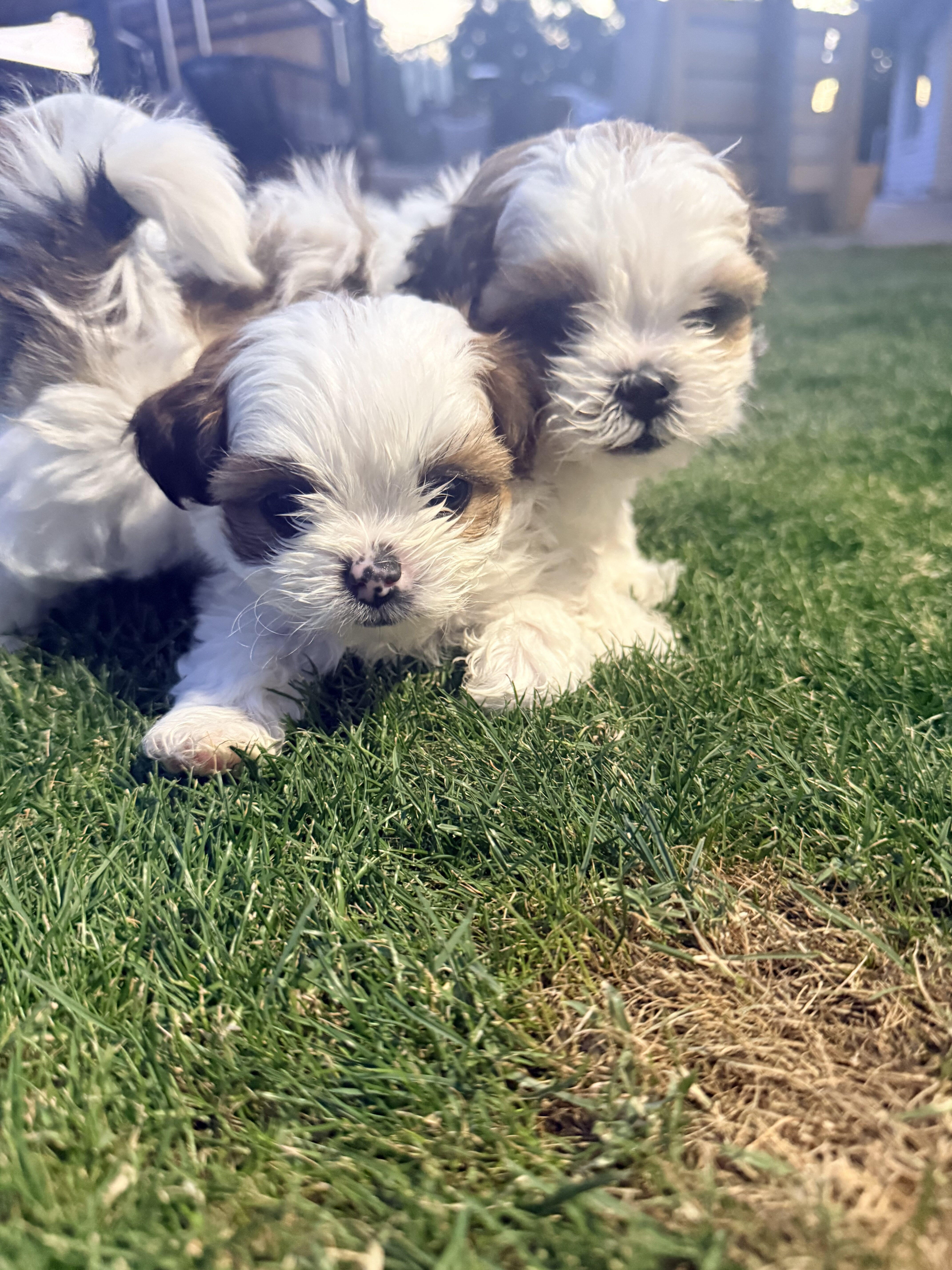 Shih Tzu Puppies image 1
