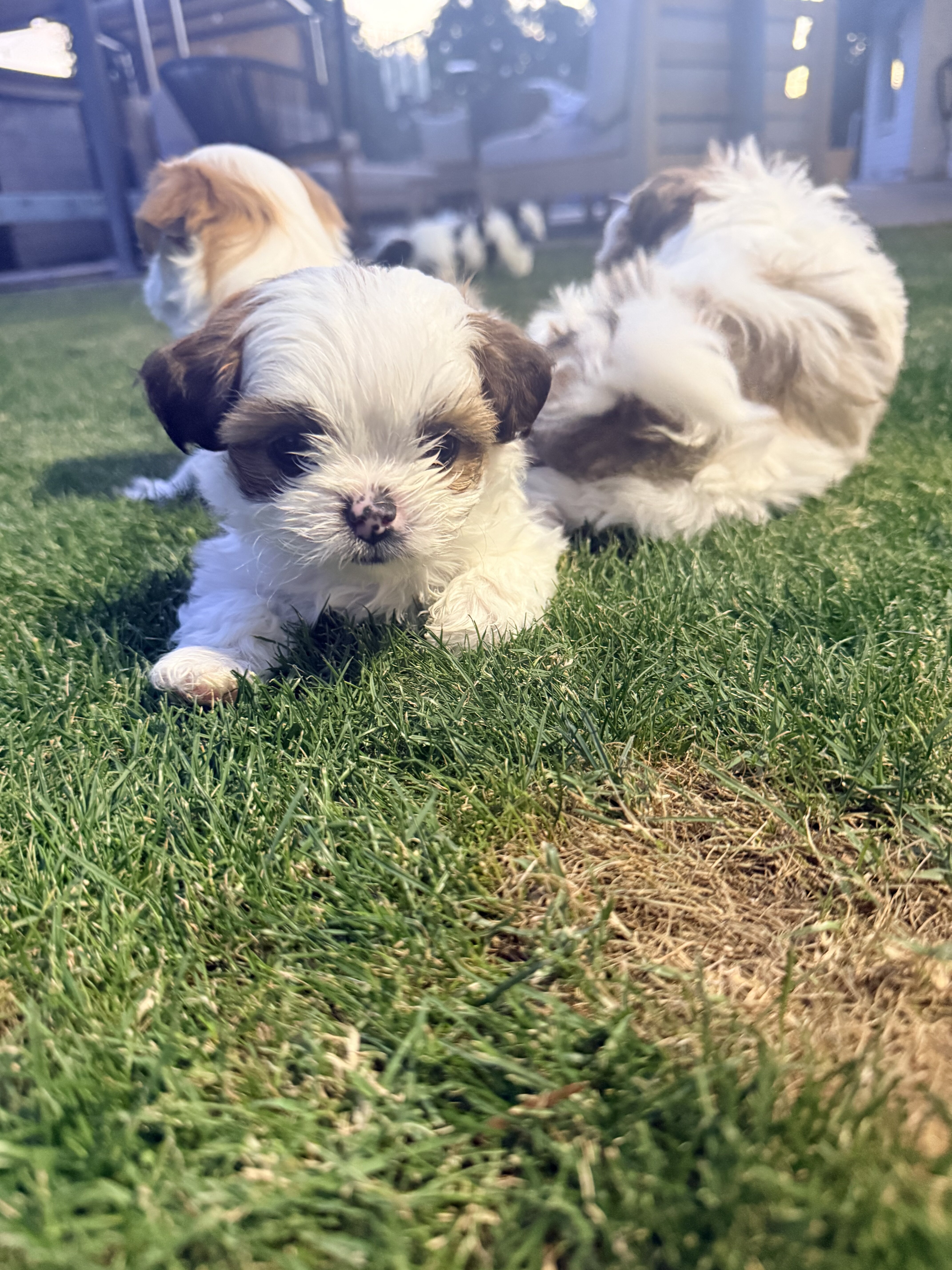 Shih Tzu Puppies image 2
