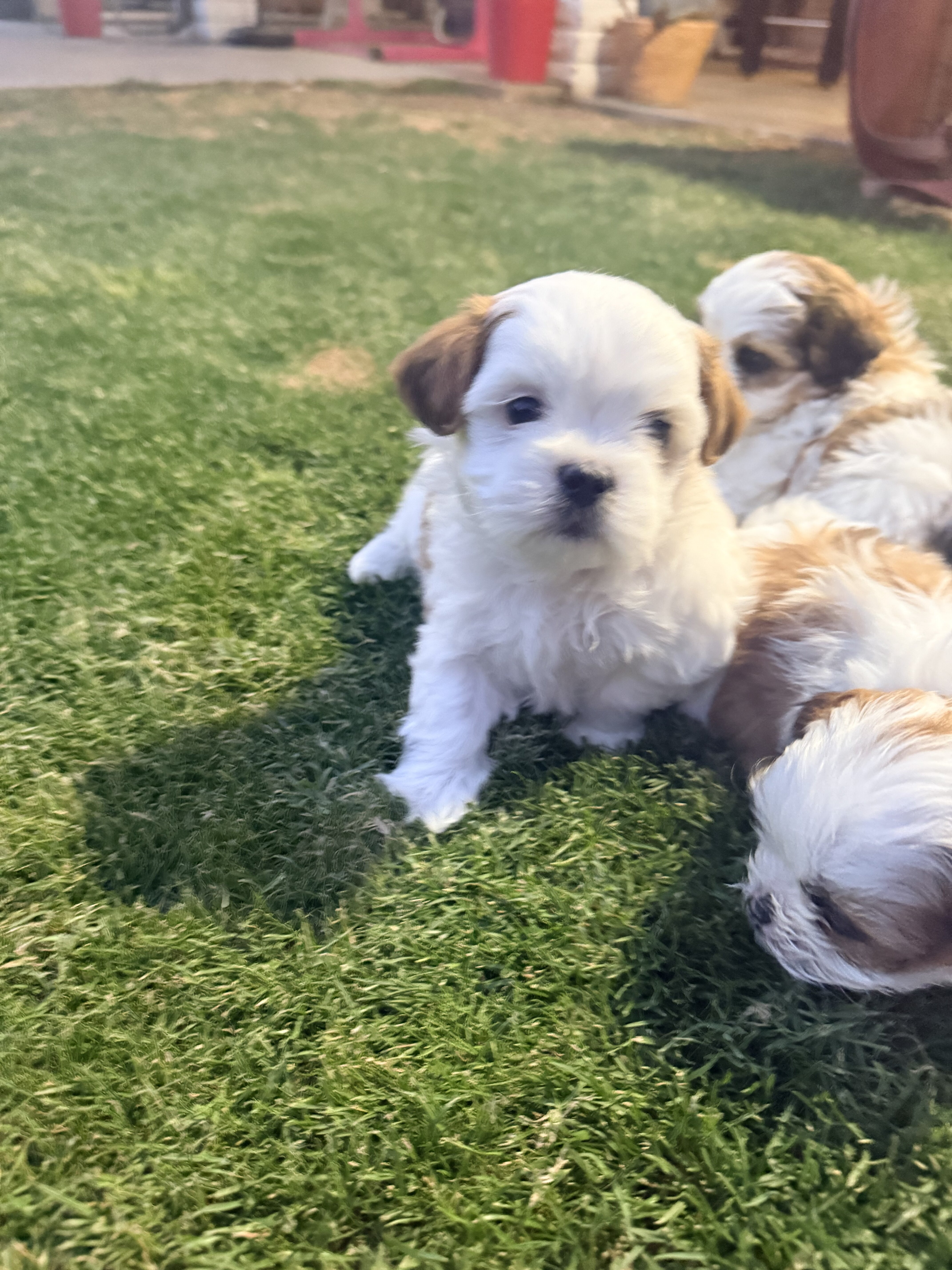 Shih Tzu Puppies image 3