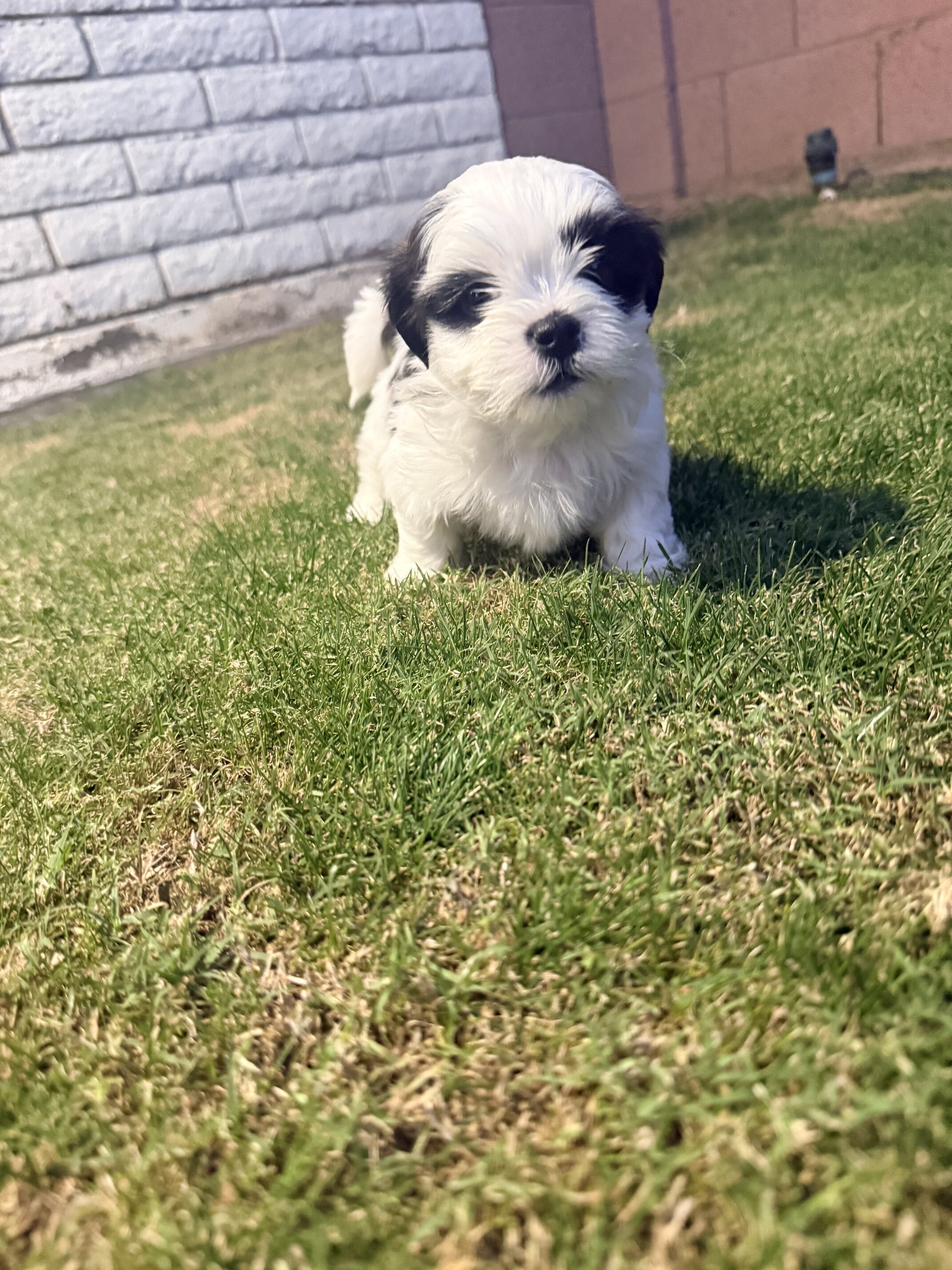 Shih Tzu Puppies image 4